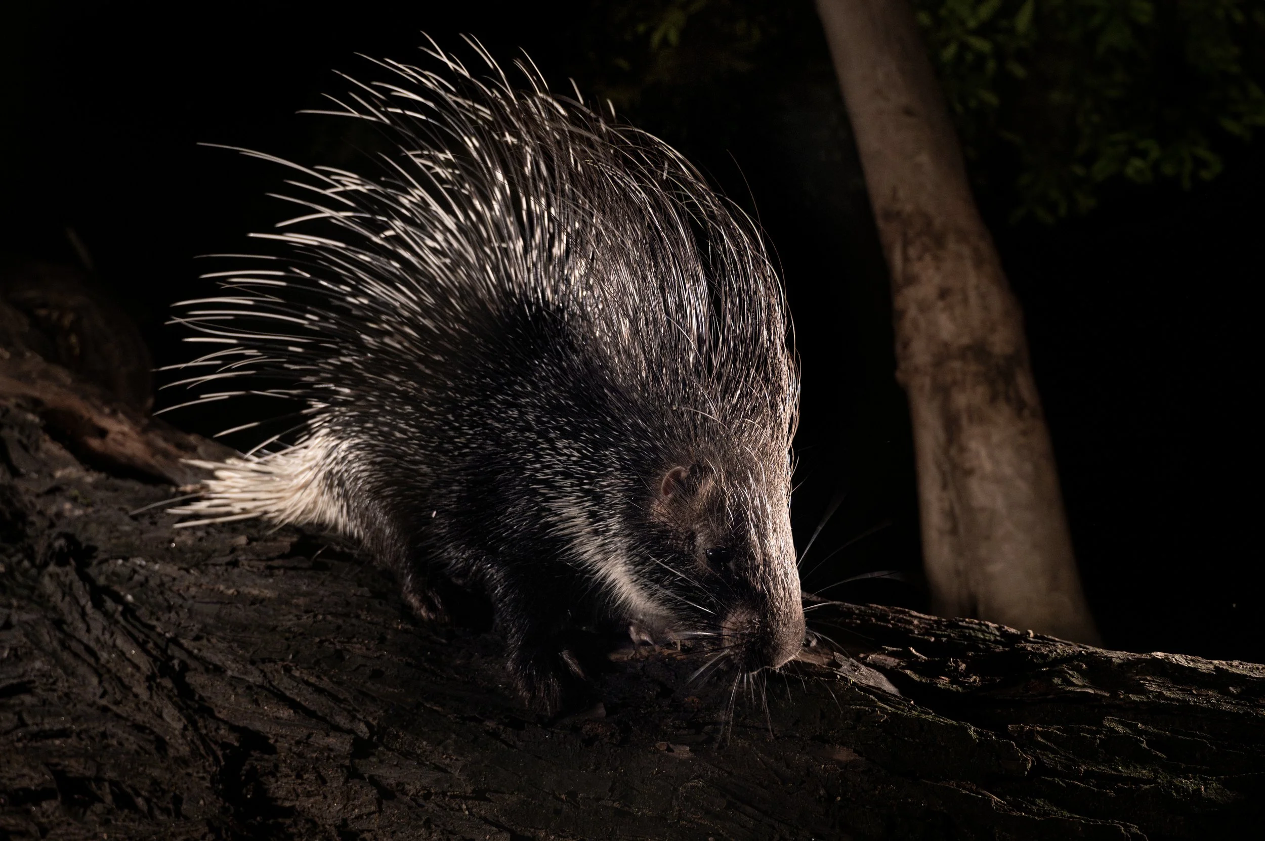 240407_ABRF_ATHARV PACHARNE_MAMMAL_PORCUPINE_1.jpg