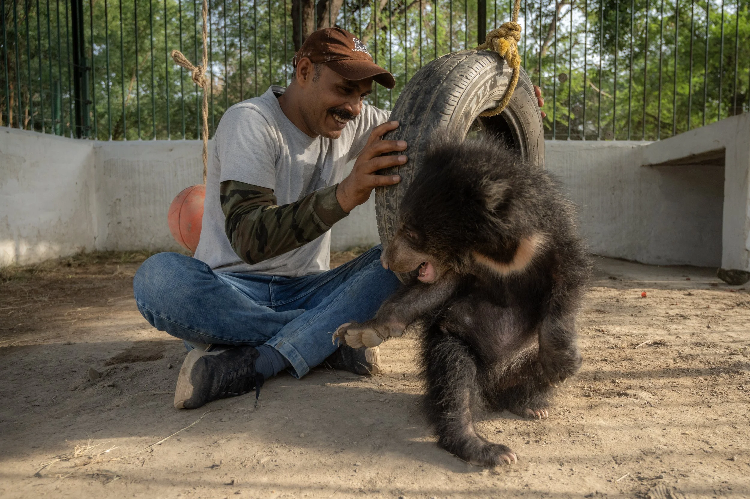 250523_ATHARVA PACHARNE_ABRF EXTENSION_SLOTH BEAR CUB_23.jpg