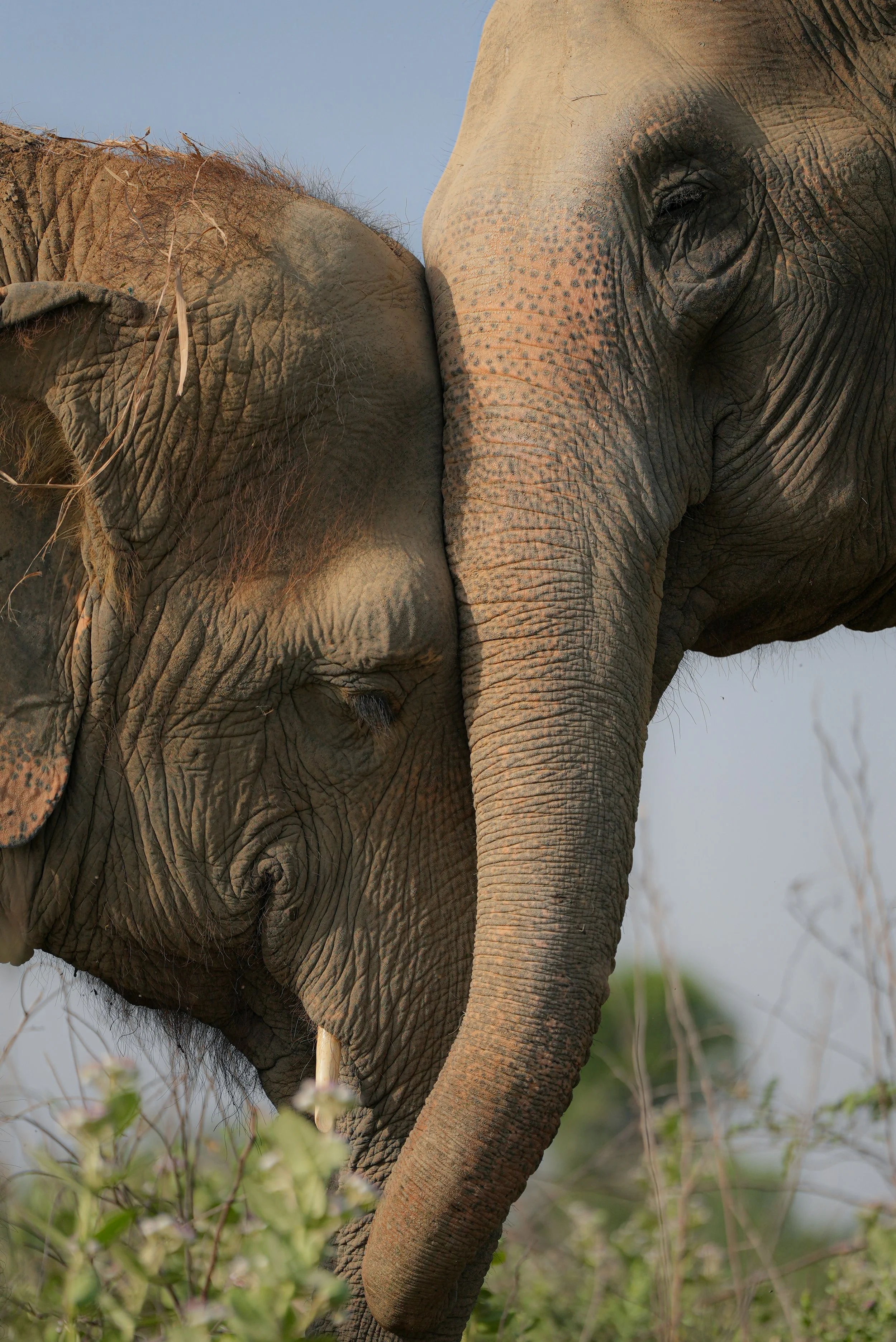 Close-up of an adult elephant's face and trunk with wrinkled skin, small eye, and part of its ear visible, standing among green plants and bushes under a clear sky.