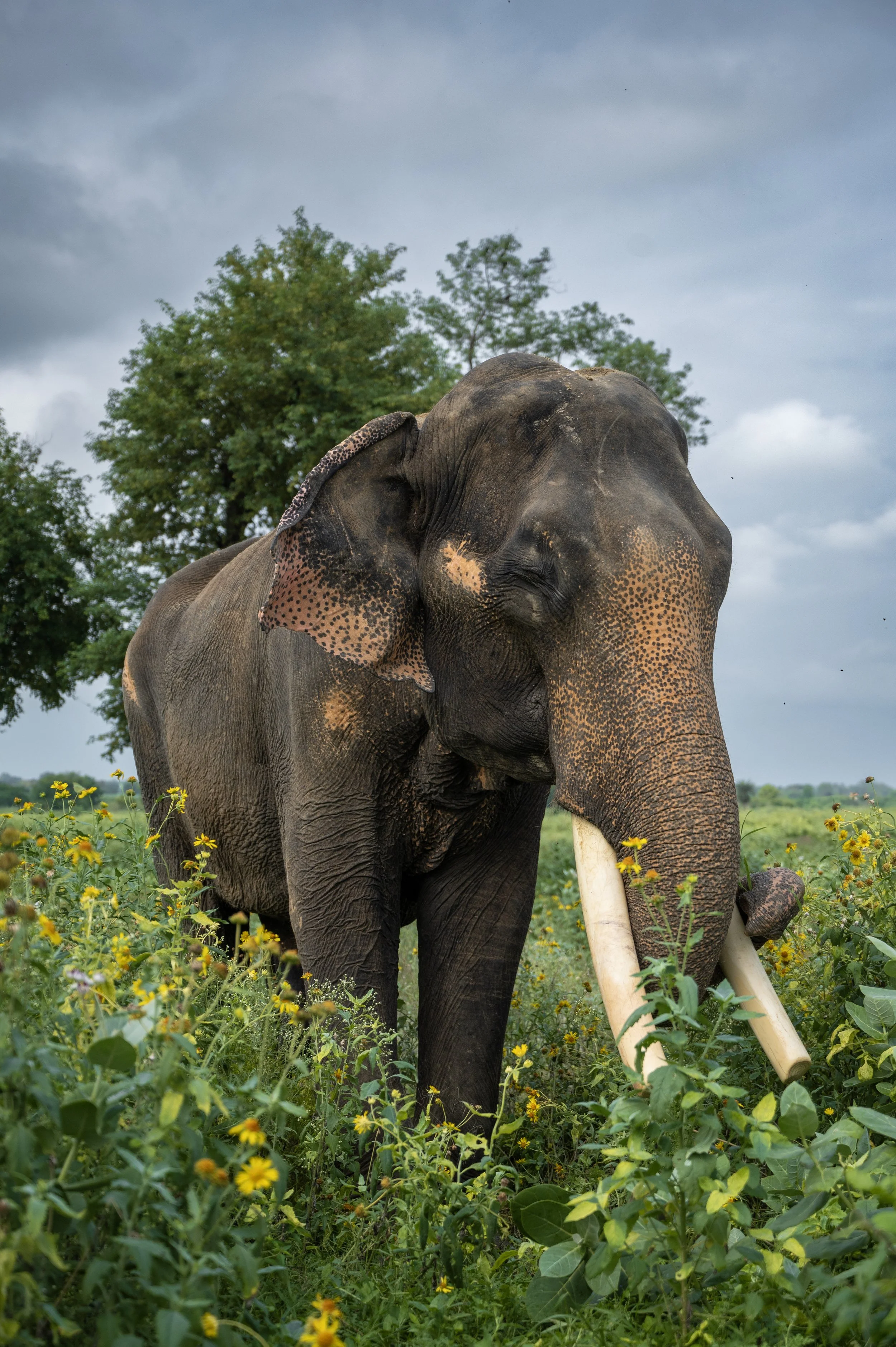 240809_ECCC_ATHARVA PACHARNE_ELEPHANT_SURAJ_EVEVING WALK_5.jpg