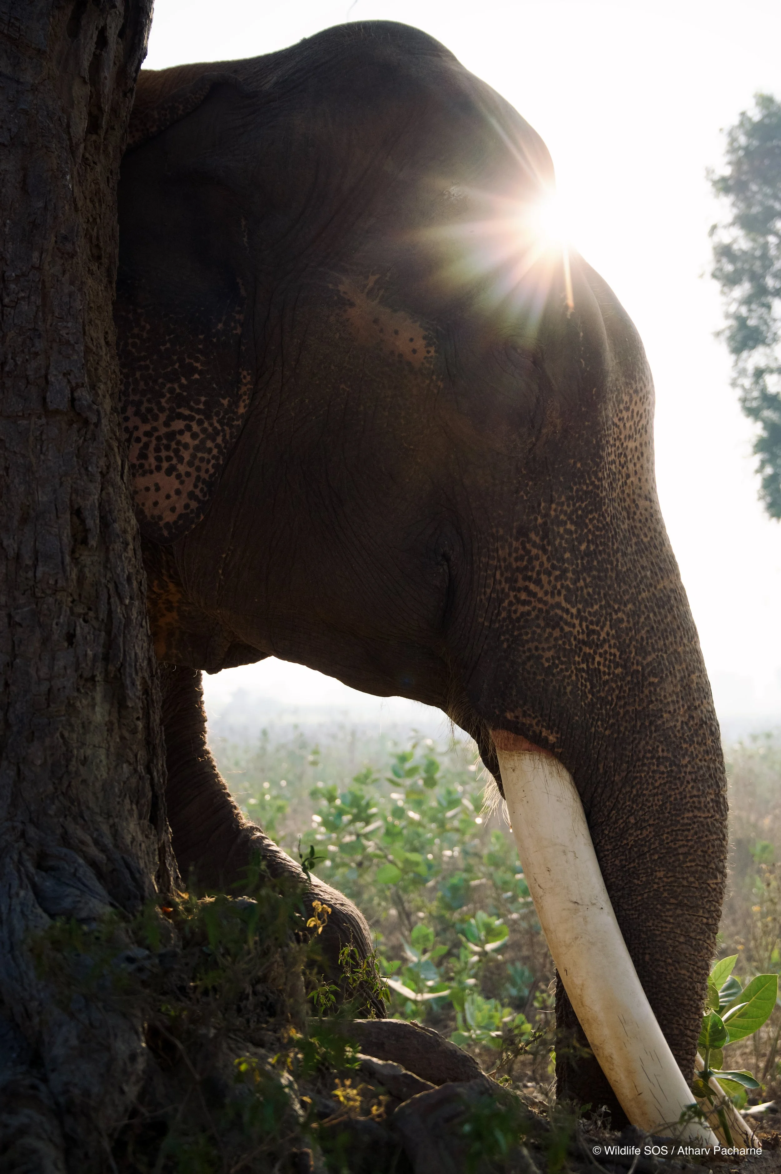 251207_ECCC_ATHARVA PACHARNE_ELEPHANT_SURAJ_MORNING WALK_10.jpg