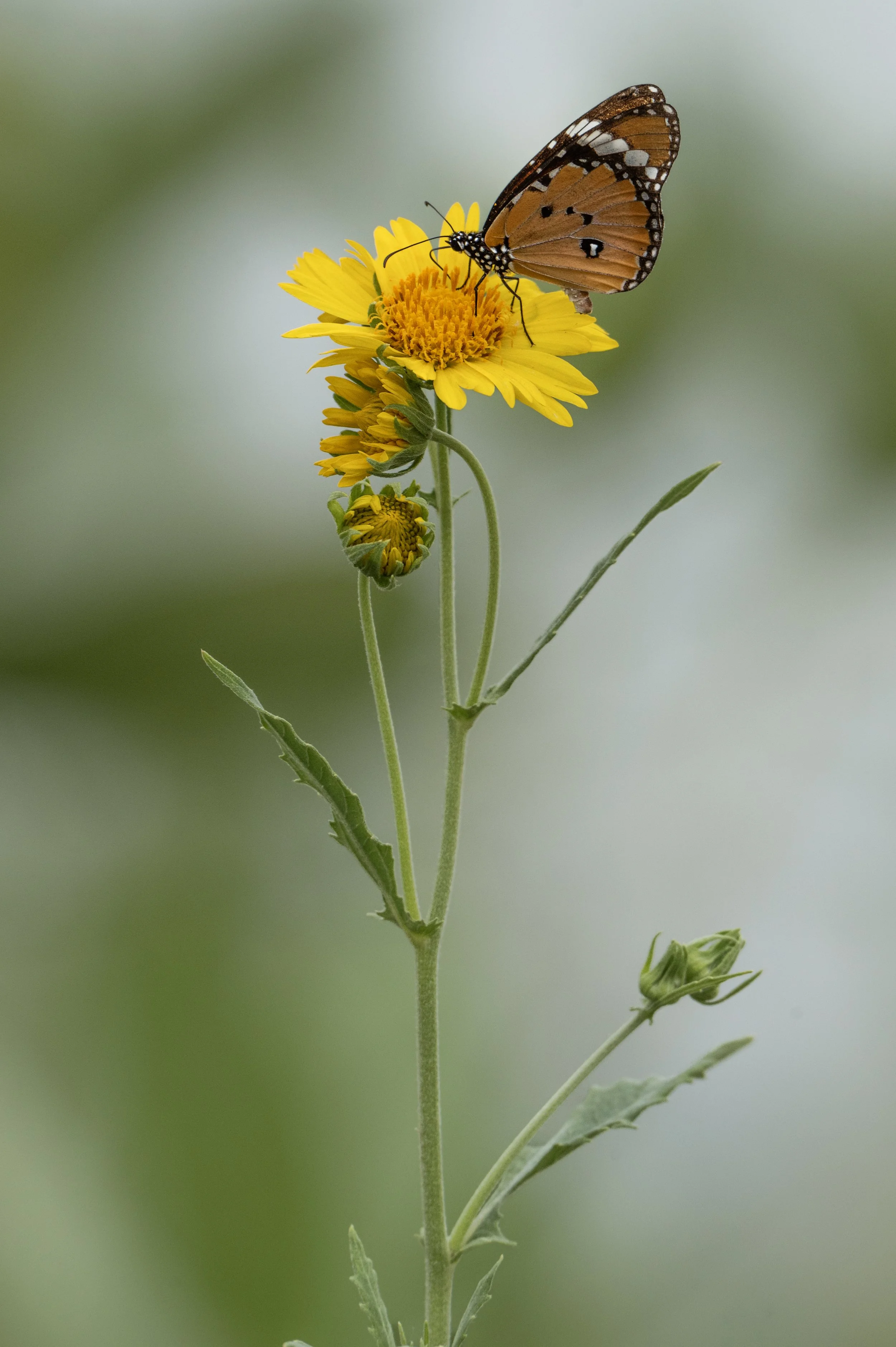 _Z625087-1.jpg