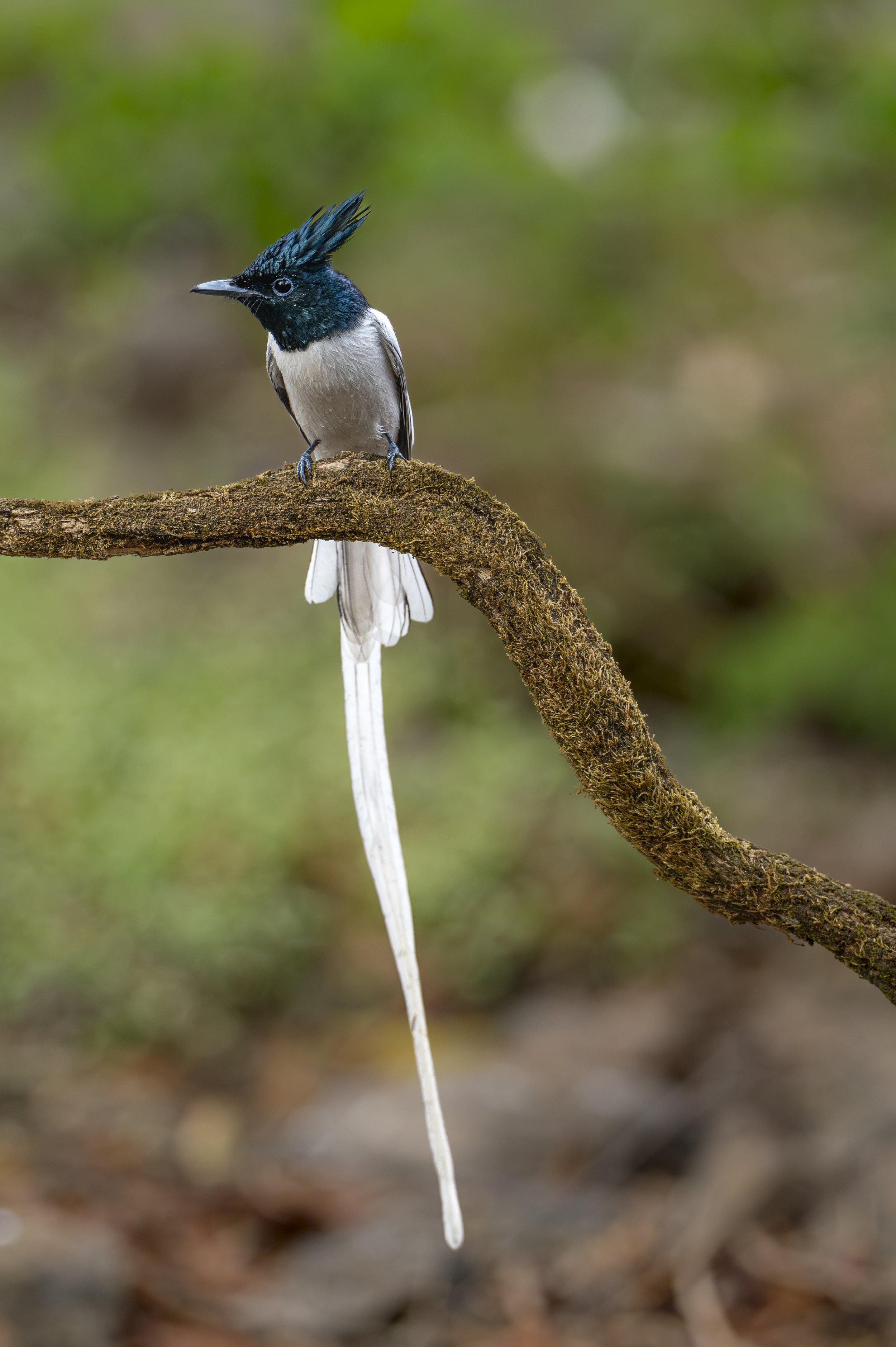 250101_SSBS_ATHARVA PACHARNE_BIRDS & BIODIVERSITY_13.jpg