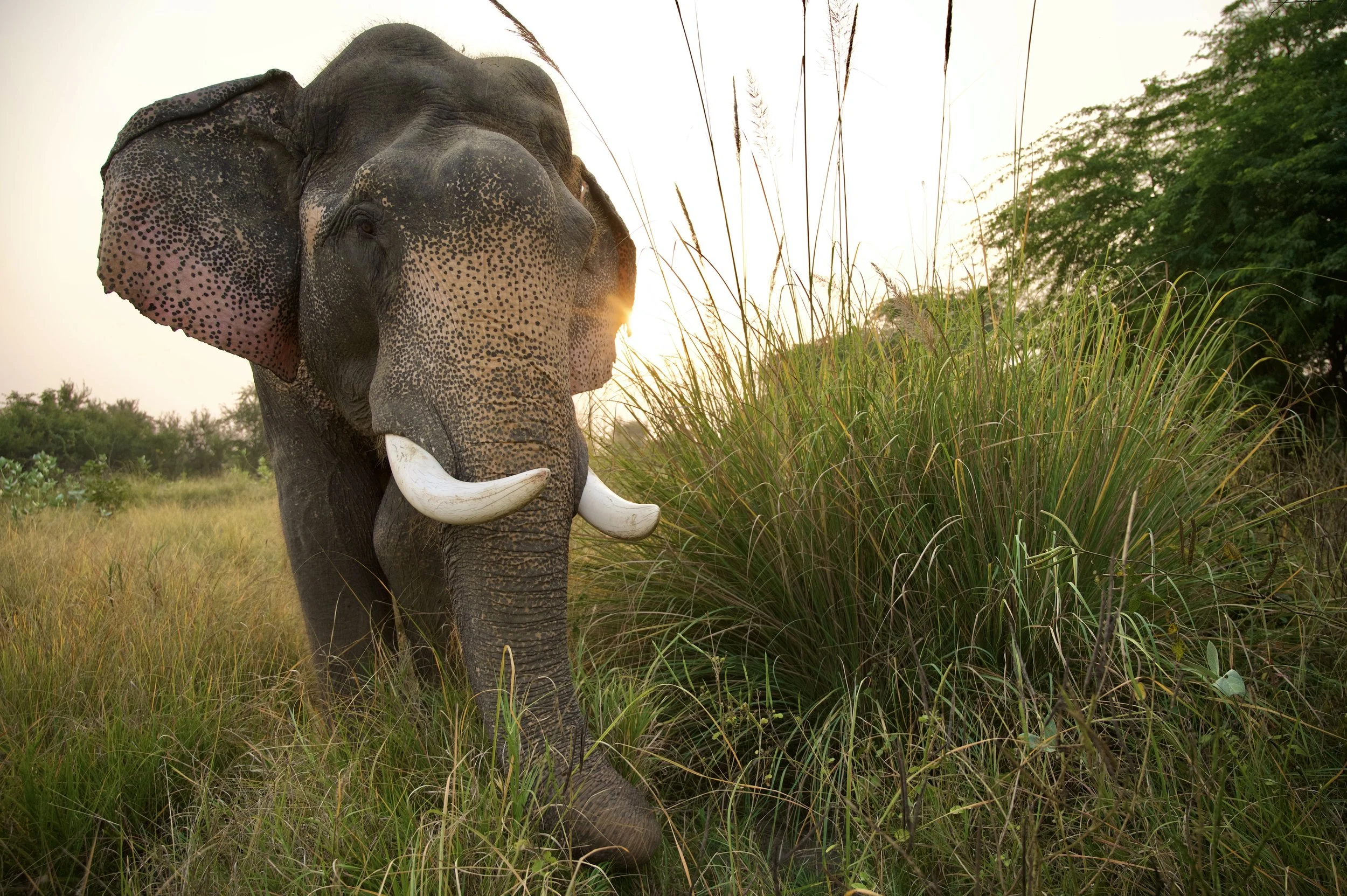 251114_EHC_ATHARVA PACHARNE_ELEPHANT_VAYU_EVENING WALK_15.jpg