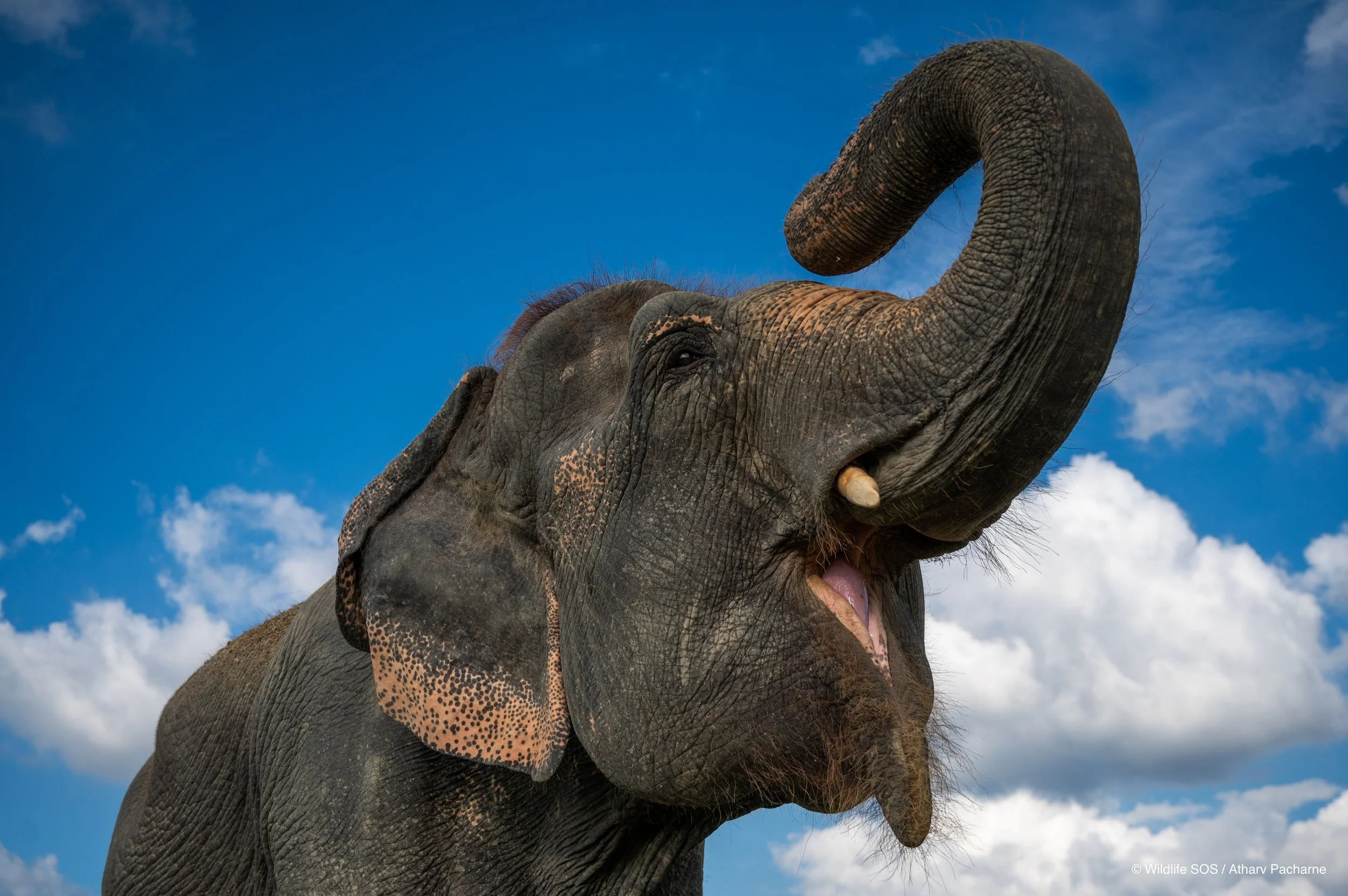 240926_ECCC_ATHARVA PACHARNE_ELEPHANT_MIA_EVEVING WALK_5.jpg