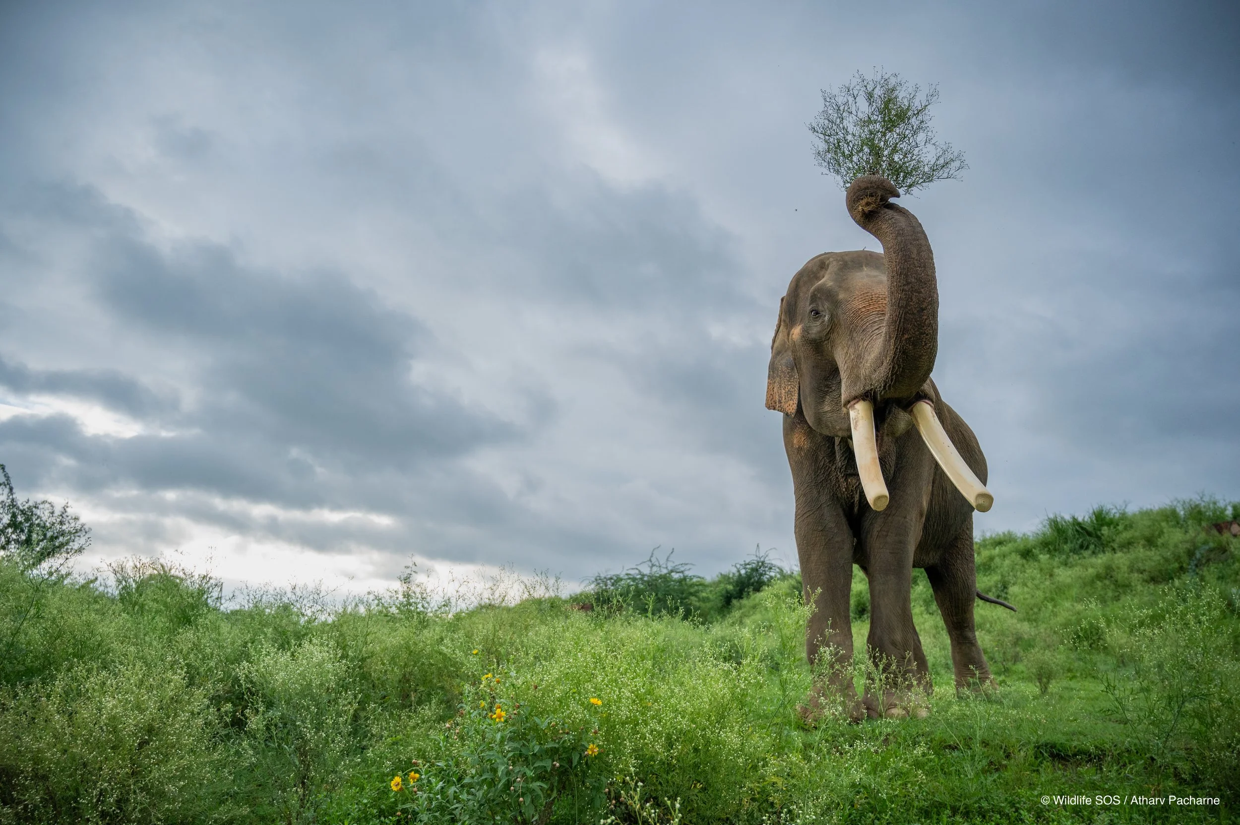 240805_ECCC_ATHARVA PACHARNE_ELEPHANT_SURAJ_MORNING WALK_2.jpg
