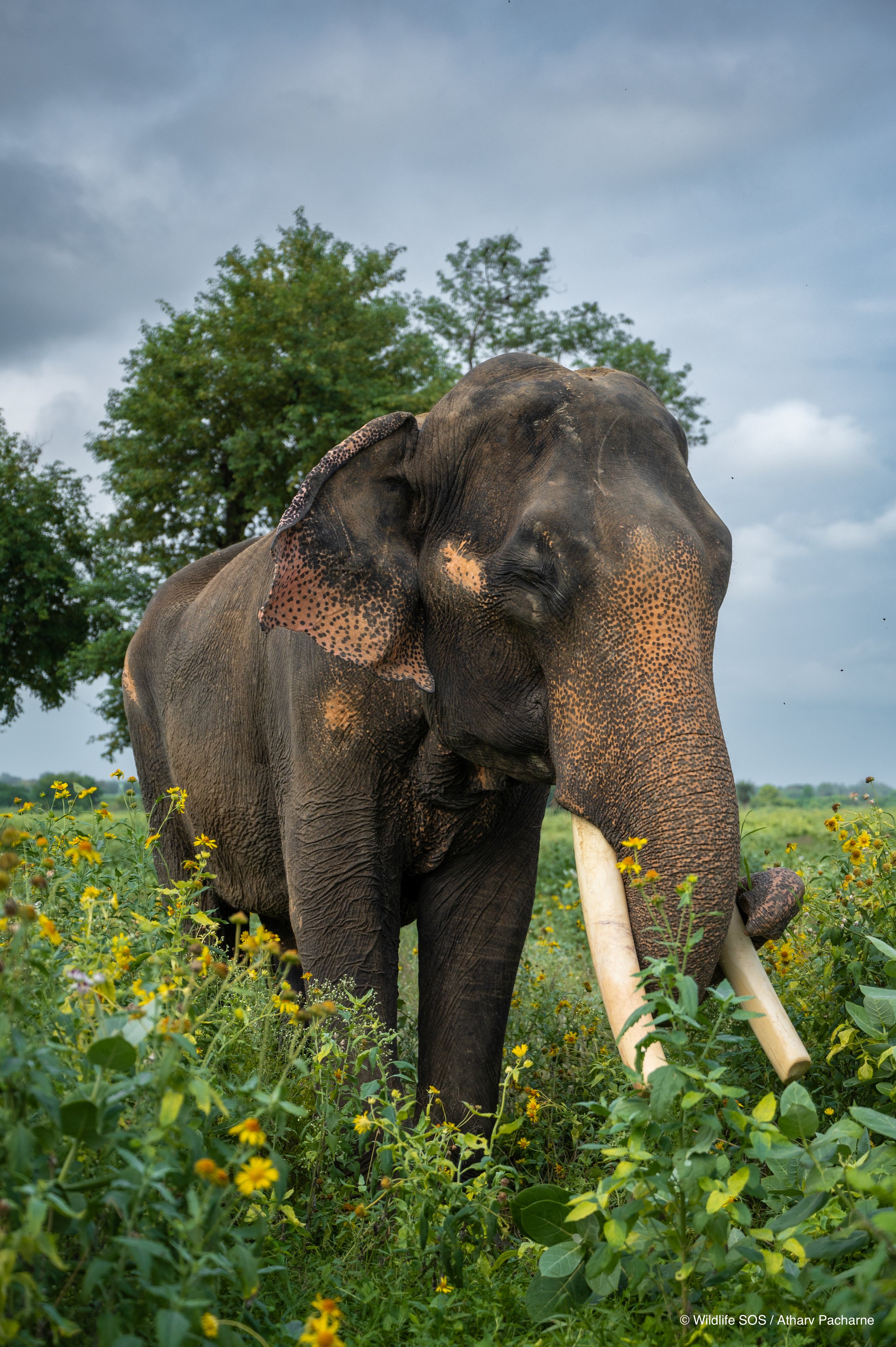 240809_ECCC_ATHARVA PACHARNE_ELEPHANT_SURAJ_EVEVING WALK_5.jpg