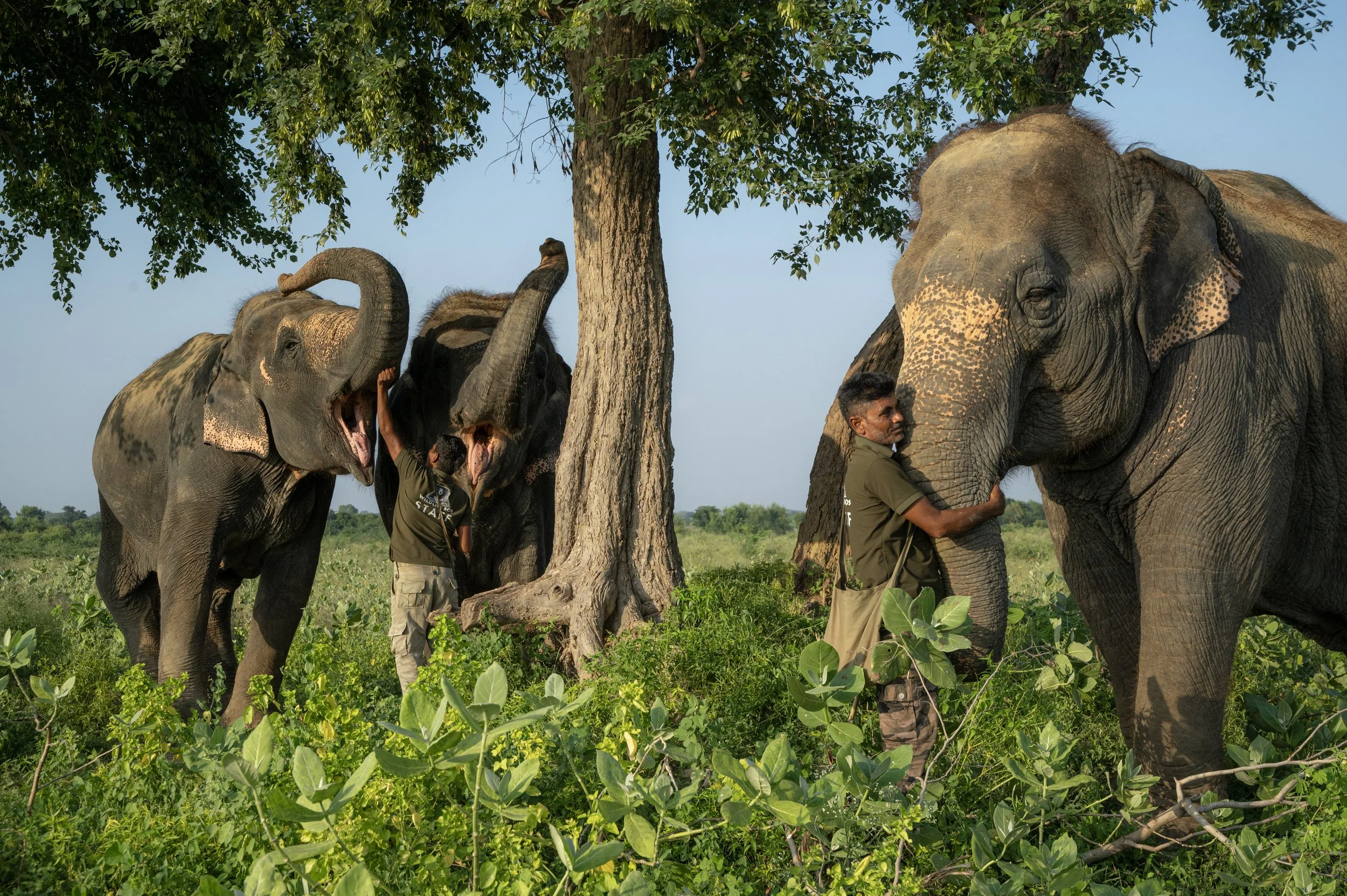 Two elephants with their trainers standing near a tree in a green, open field. The elephants are interacting with the trainers, who appear to be guiding or working with them.