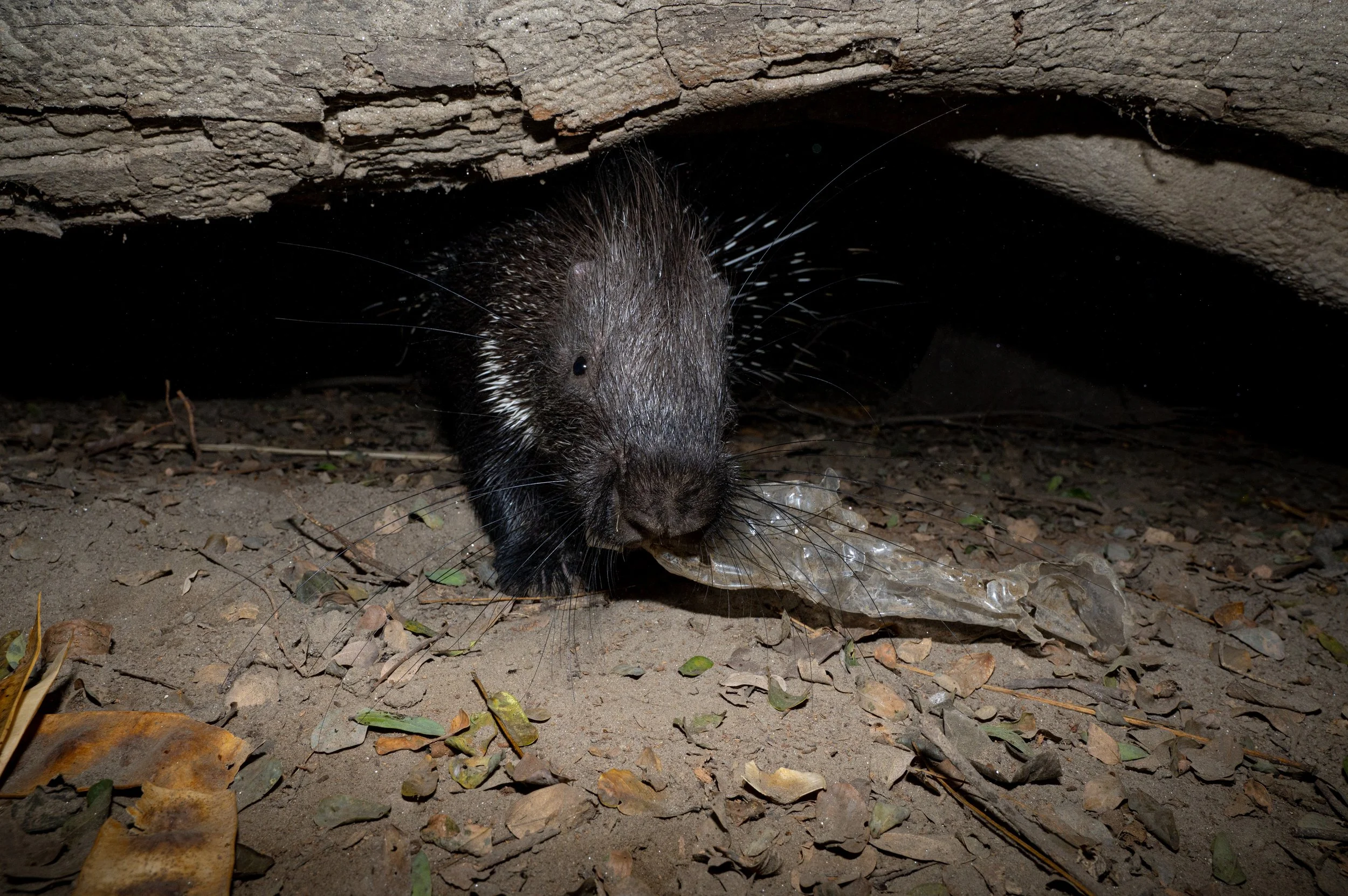 240407_ABRF_ATHARV PACHARNE_MAMMAL_PORCUPINE_11.jpg
