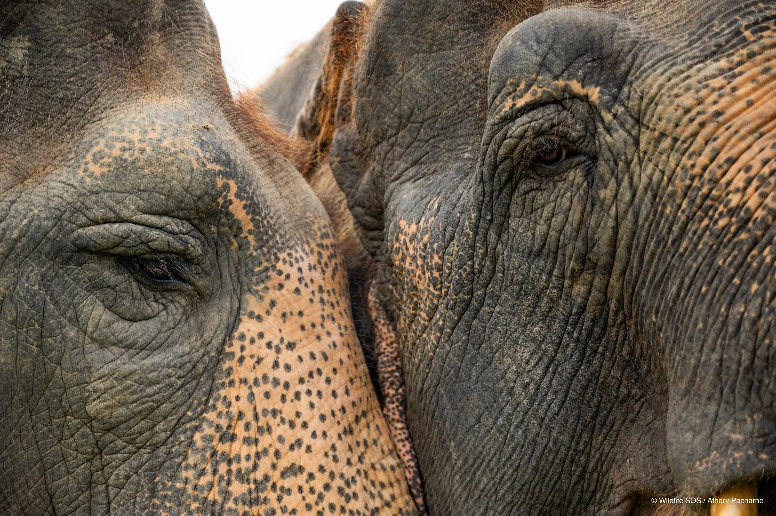240811_AGRA_ATHARVA PACHARNE_ELEPHANT HERD_MIA RHEA_EVENING WALK_16.jpg