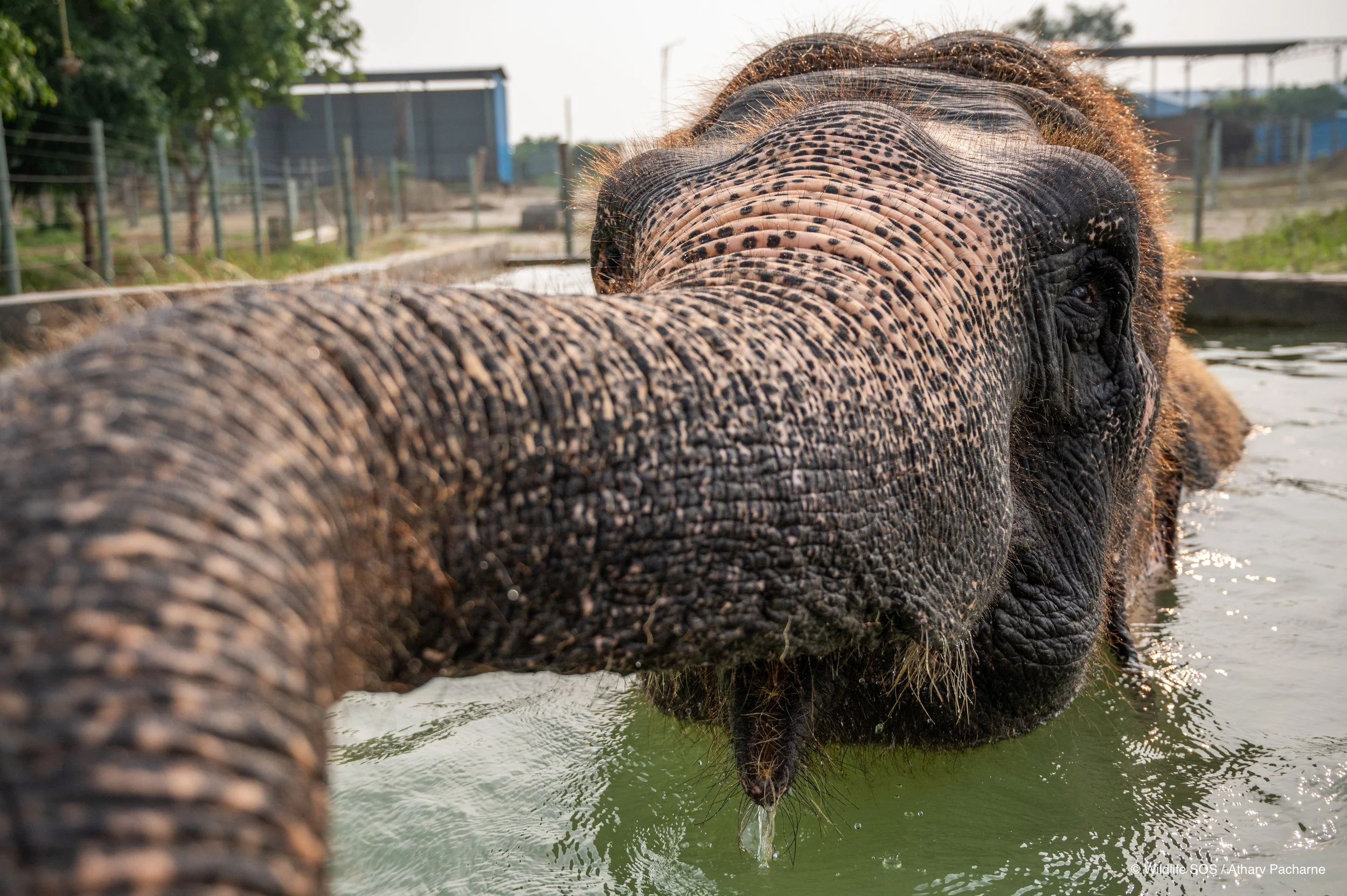 240926_HPCM_ATHARVA PACHARNE_ELEPHANT_GINGER_POOL BATHING_5.jpg