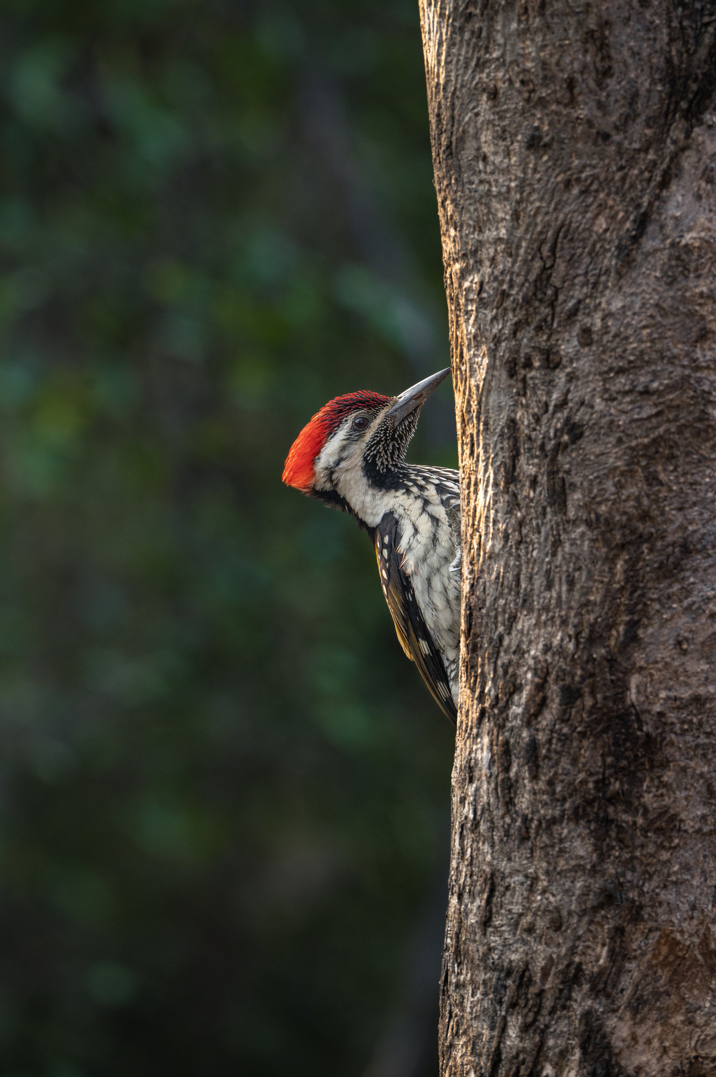 250101_SSBS_ATHARVA PACHARNE_BIRDS & BIODIVERSITY_1.jpg
