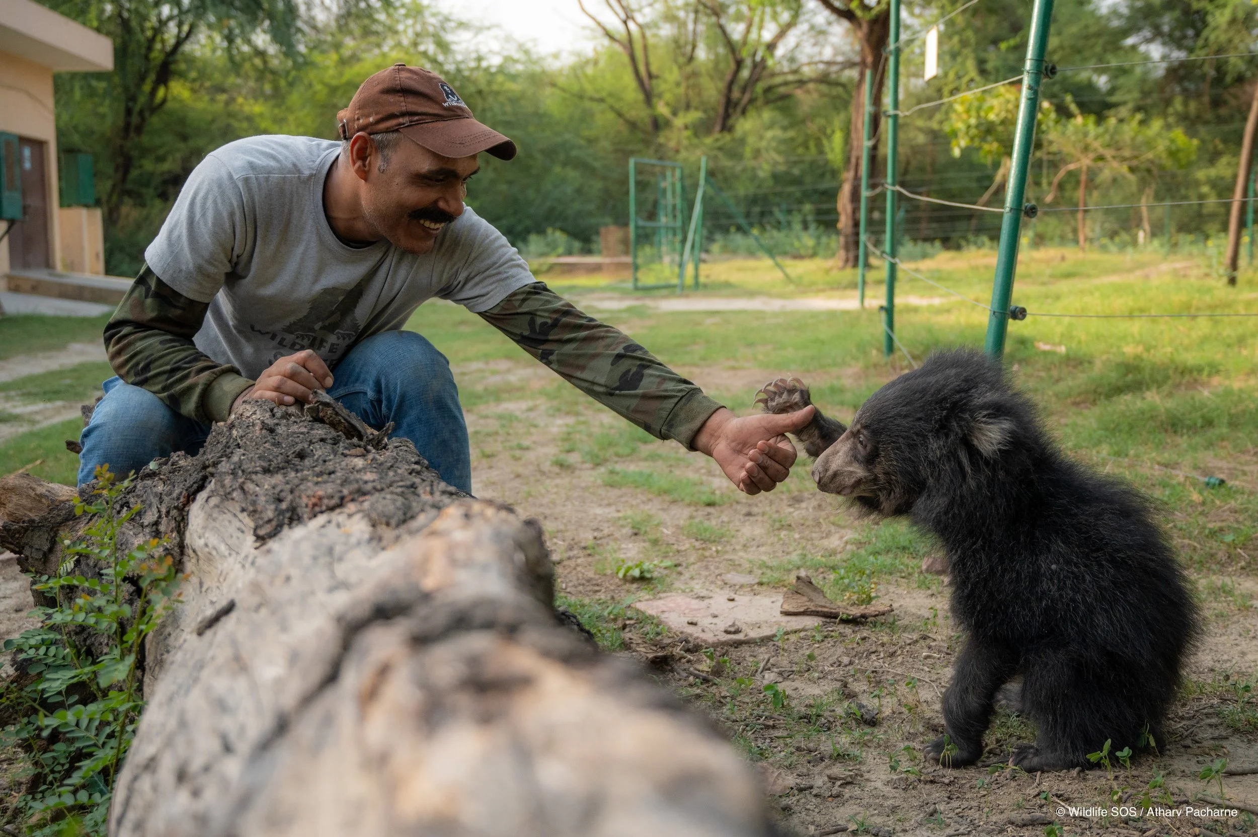 250523_ATHARVA PACHARNE_ABRF EXTENSION_SLOTH BEAR CUB_29.jpg