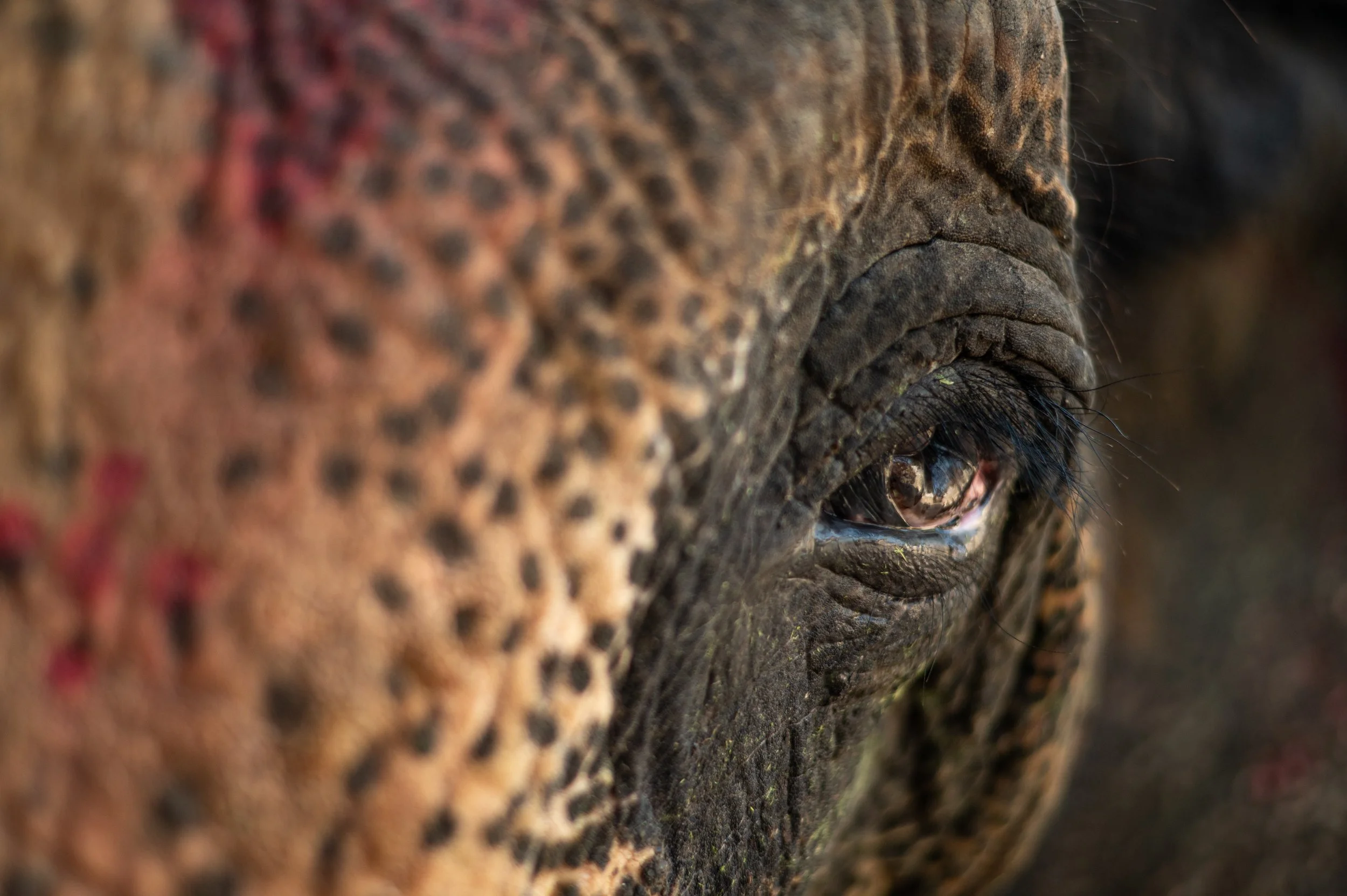 250101_MAU_ATHARVA PACHARNE_ELEPHANT_MANU_PRE-RESCUE_2.jpg