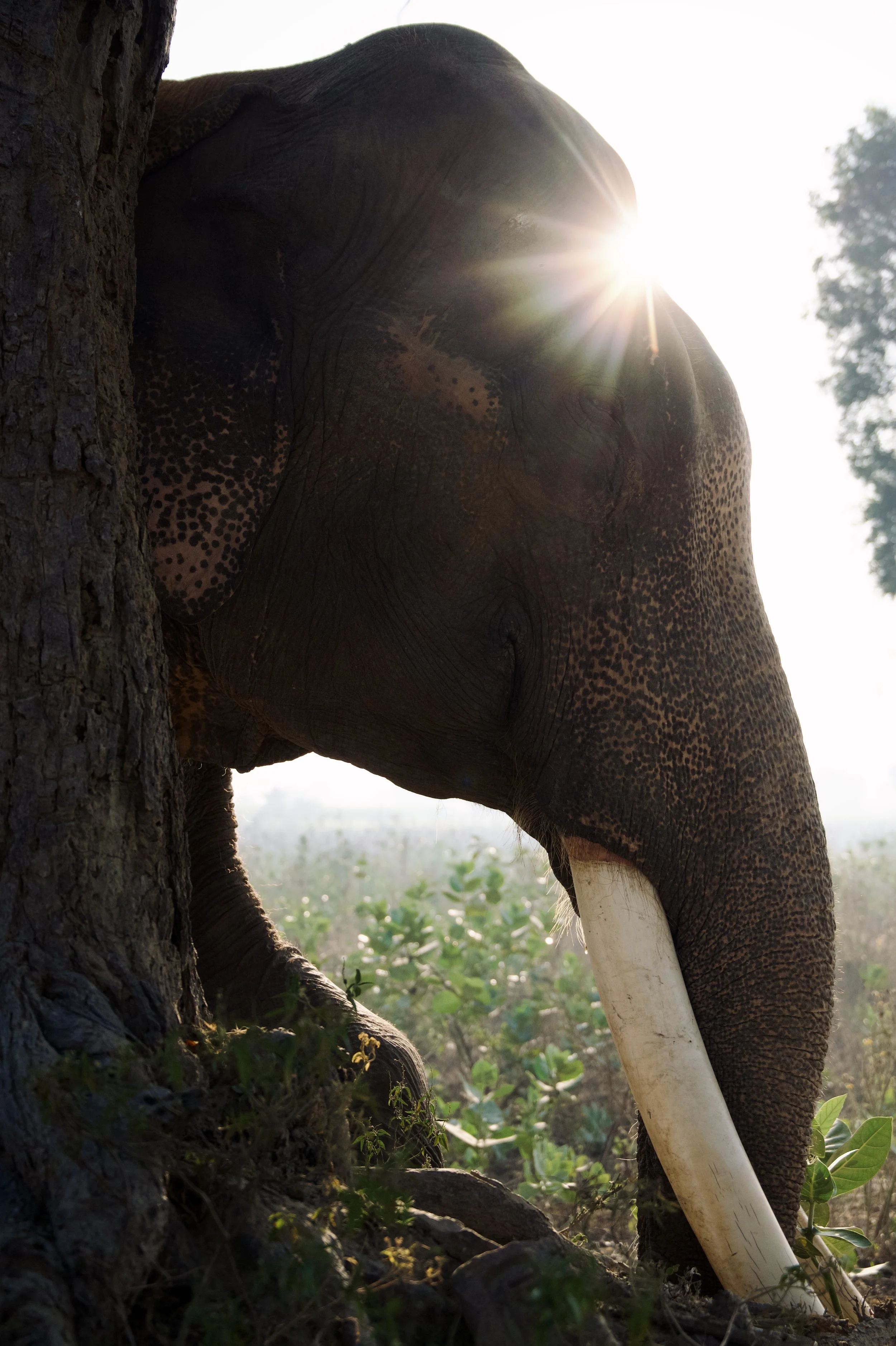 251207_ECCC_ATHARVA PACHARNE_ELEPHANT_SURAJ_MORNING WALK_10.jpg