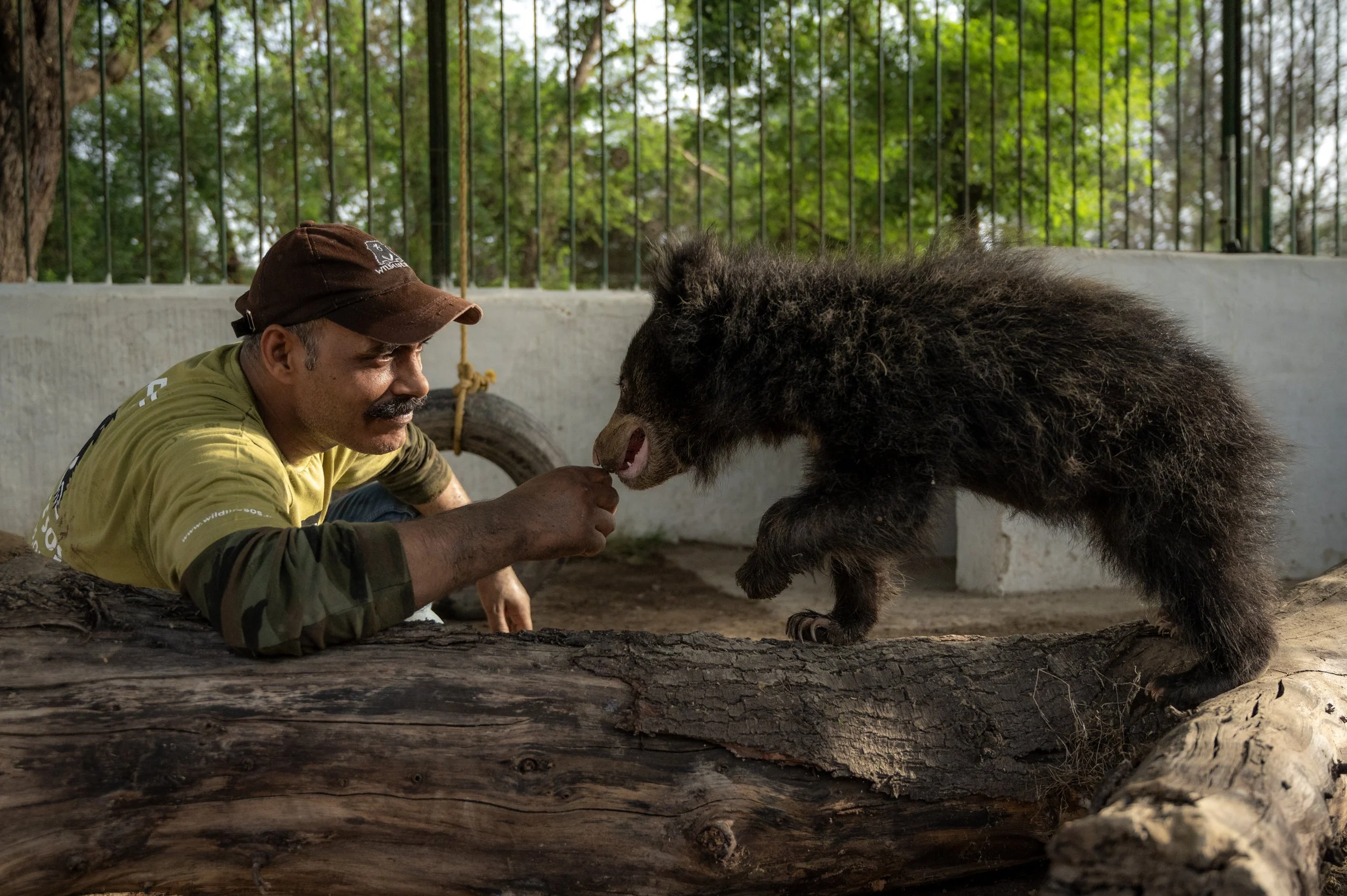 250523_ATHARVA PACHARNE_ABRF EXTENSION_SLOTH BEAR CUB_57.jpg