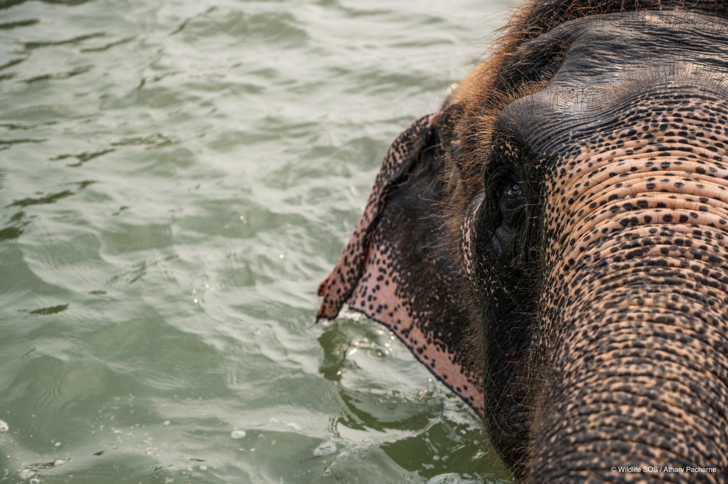 240926_HPCM_ATHARVA PACHARNE_ELEPHANT_GINGER_POOL BATHING_3.jpg