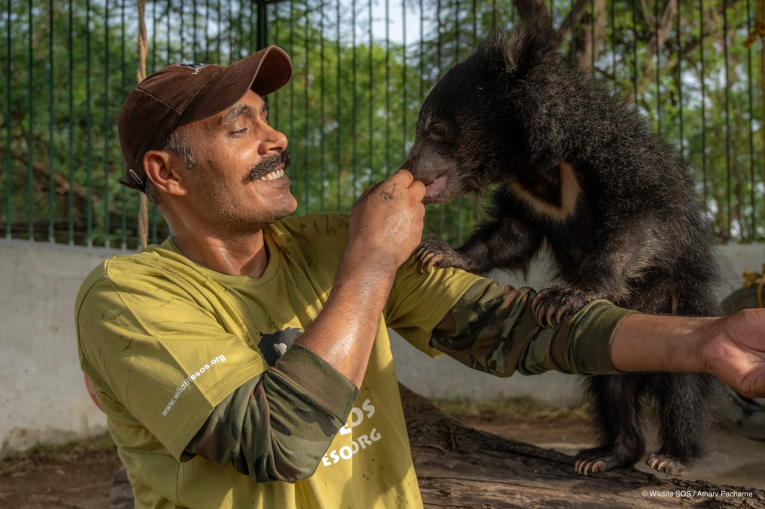 250523_ATHARVA PACHARNE_ABRF EXTENSION_SLOTH BEAR CUB_32.jpg