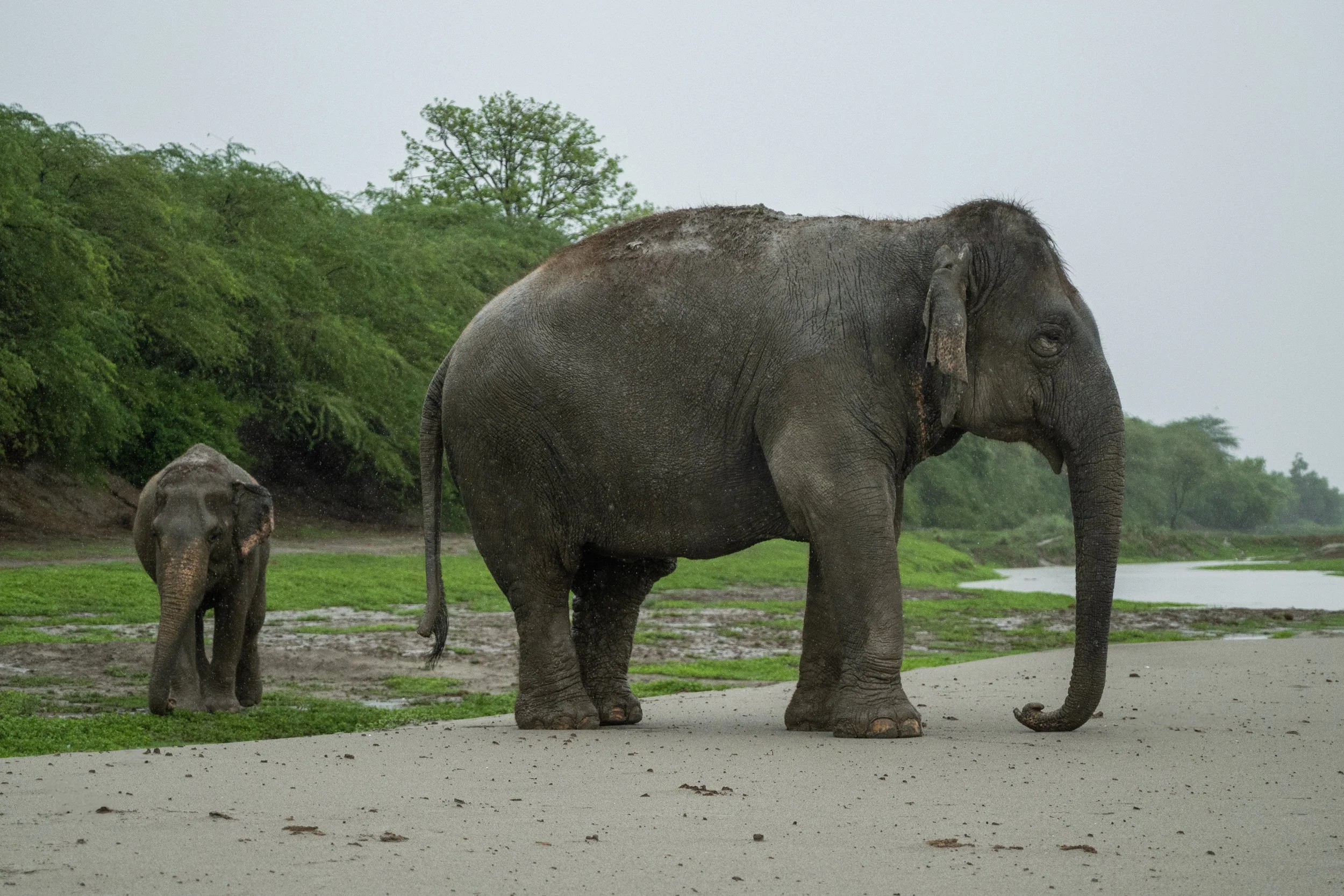 240629_EHC_ATHARVA PACHARNE_ELEPHANT_BIJLI & CHANCHAL_WALK_1.jpg