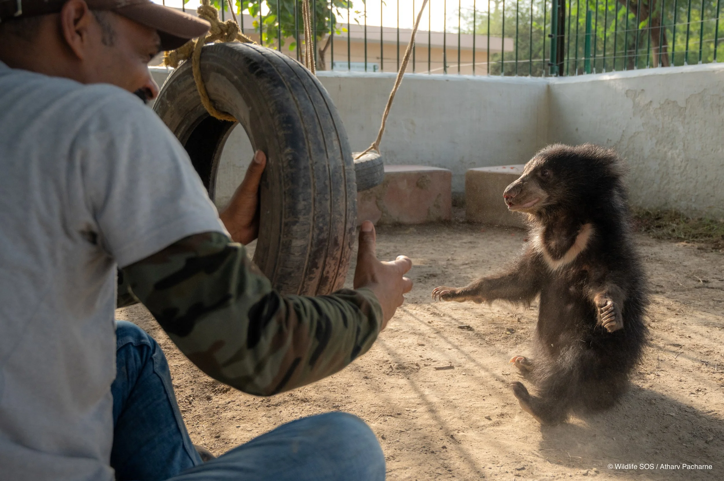 250523_ATHARVA PACHARNE_ABRF EXTENSION_SLOTH BEAR CUB_24.jpg