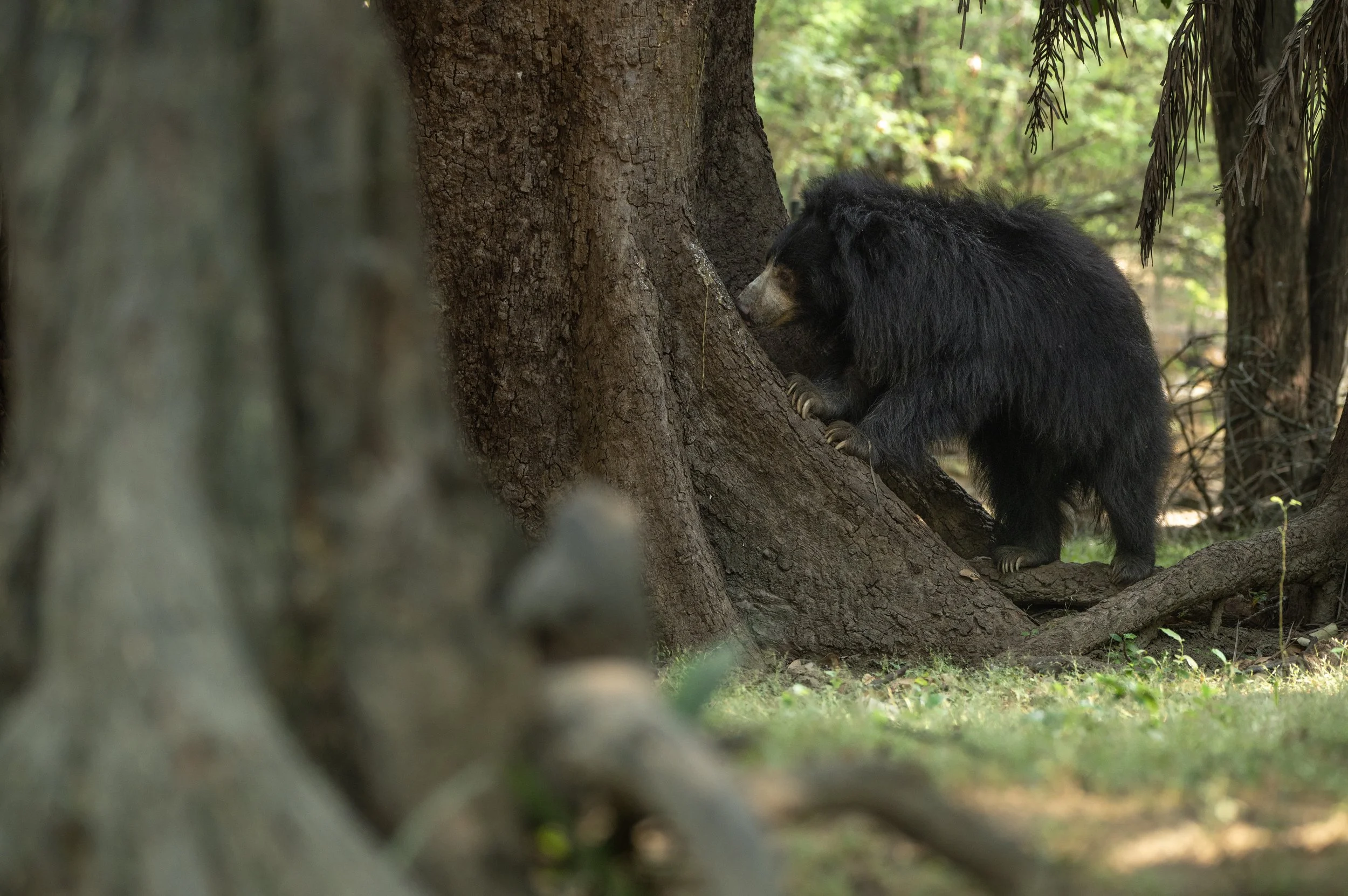 241028_ABRF_ATHARVA PACHARNE_BEAR_JASMINE_7.jpg