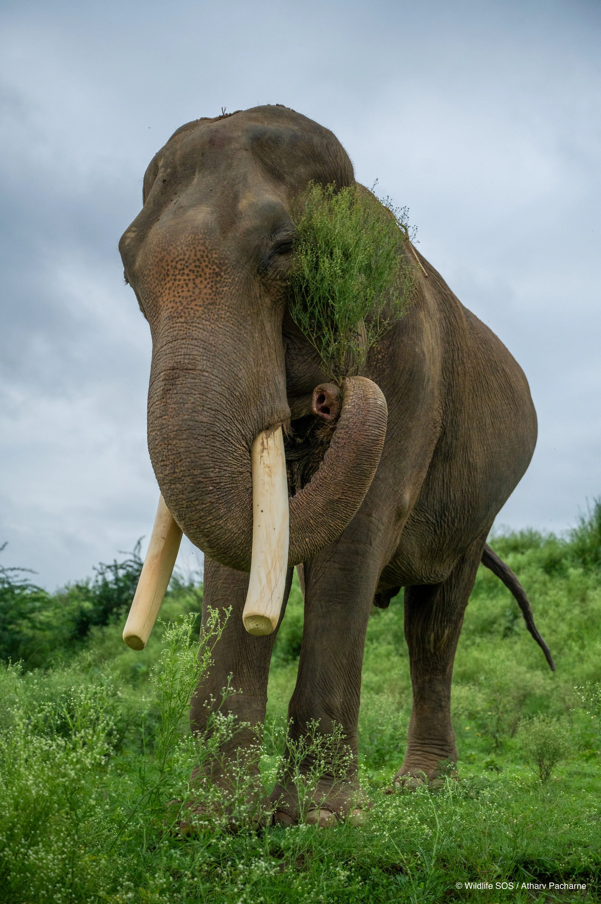 240805_ECCC_ATHARVA PACHARNE_ELEPHANT_SURAJ_MORNING WALK_5.jpg
