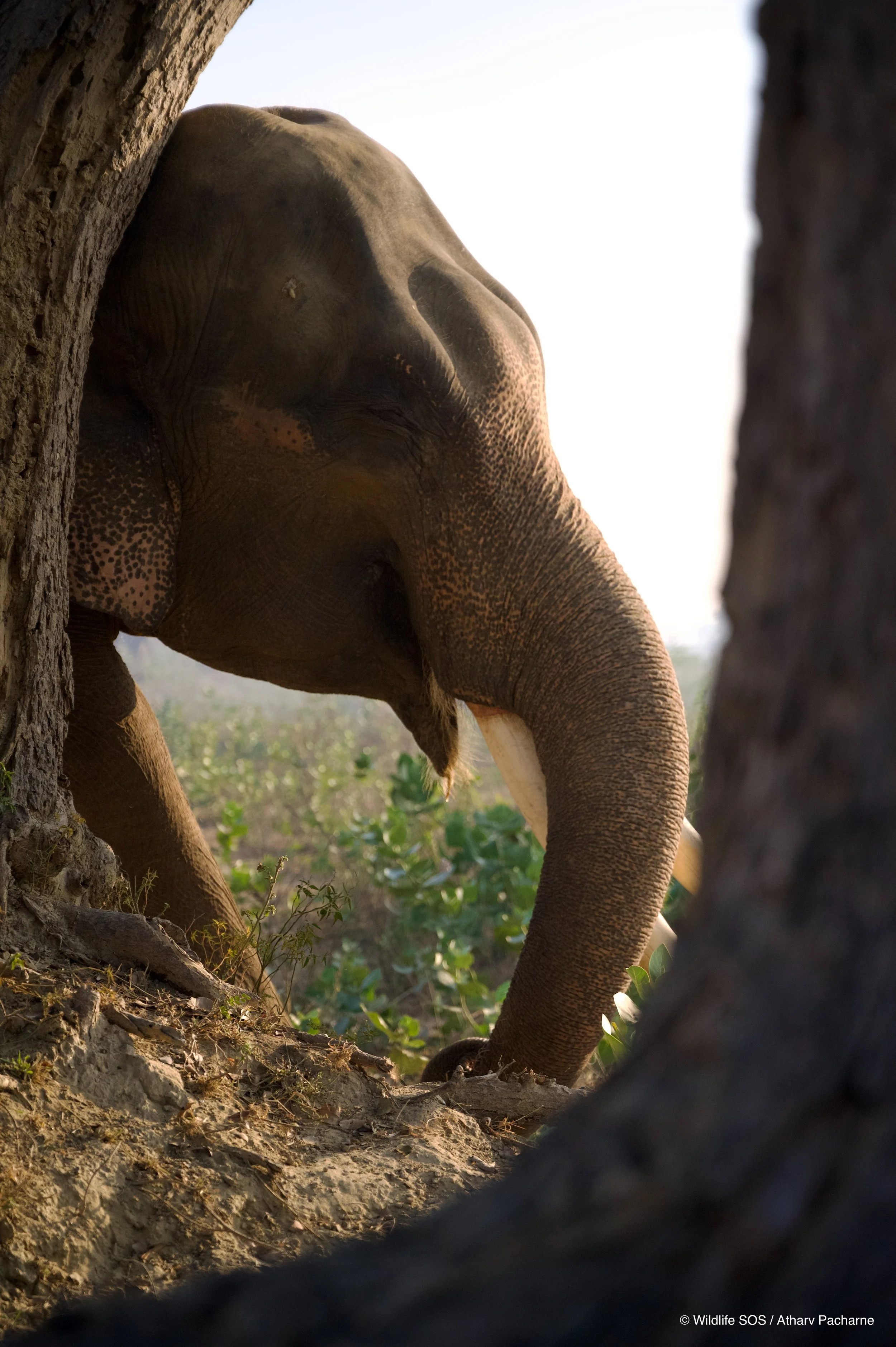 251207_ECCC_ATHARVA PACHARNE_ELEPHANT_SURAJ_MORNING WALK_4.jpg