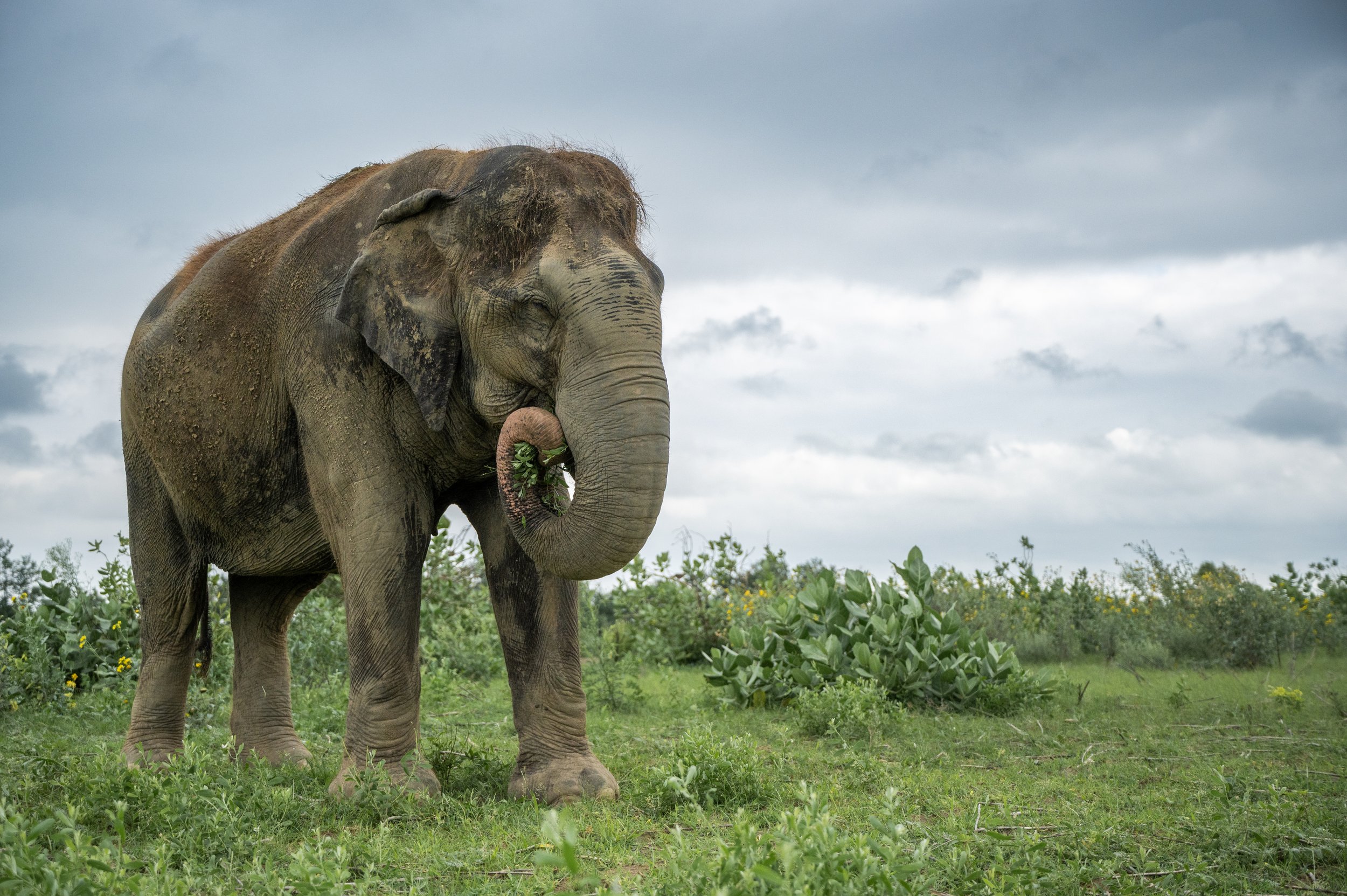 240622_ECCC_ATHARVA PACHARNE_ELEPHANT_SUZY_EVENING WALK_6.jpg