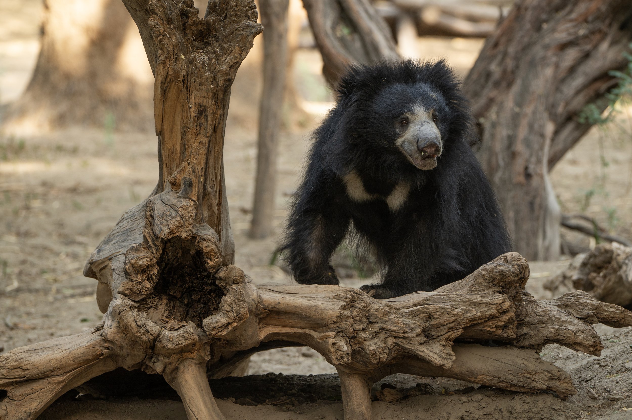 240609_ABRF_ATHARVA_BEARS_BINTHA_PLAYING_51-1.jpg