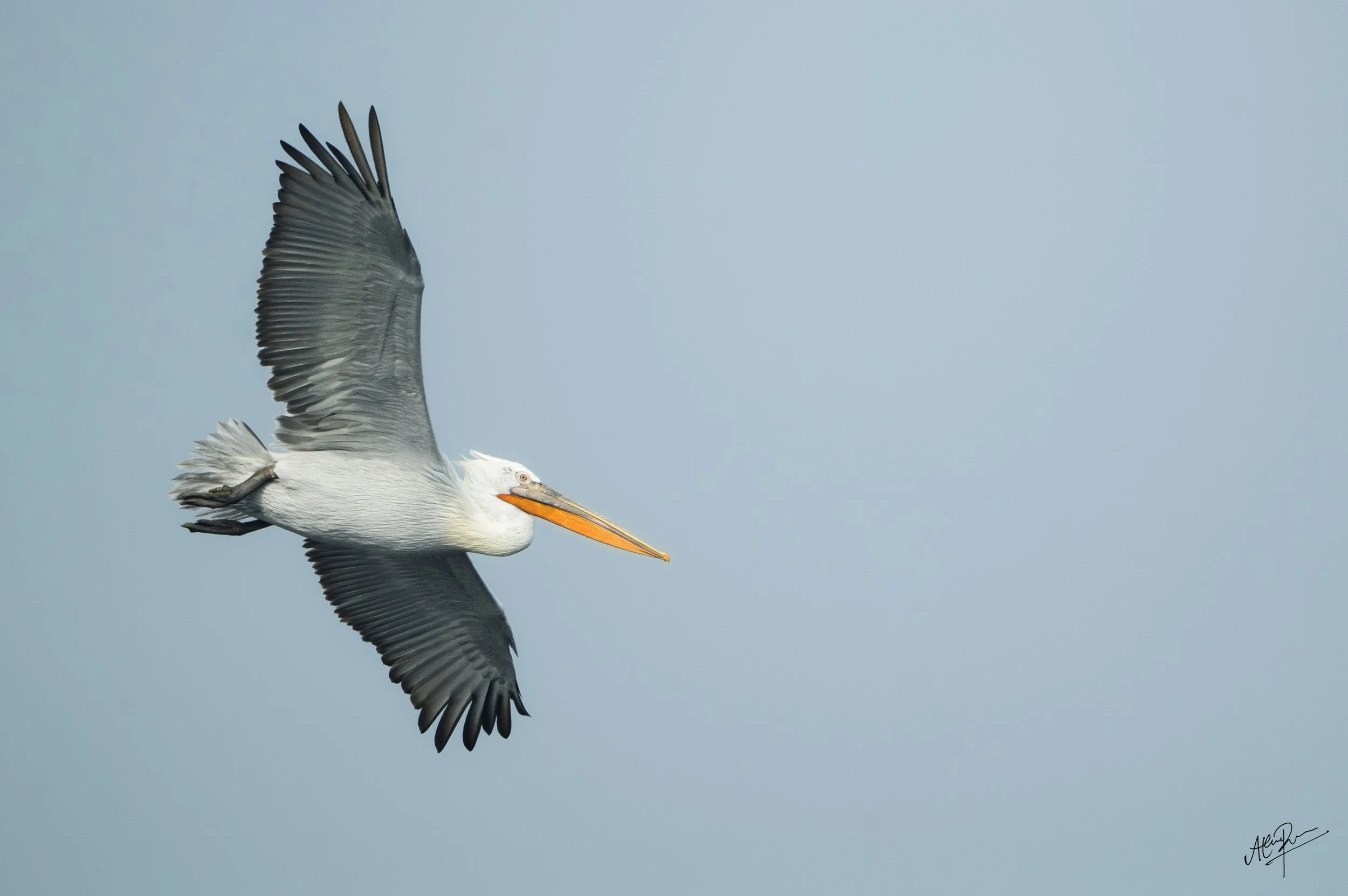_Z626685-1 copy.jpg
