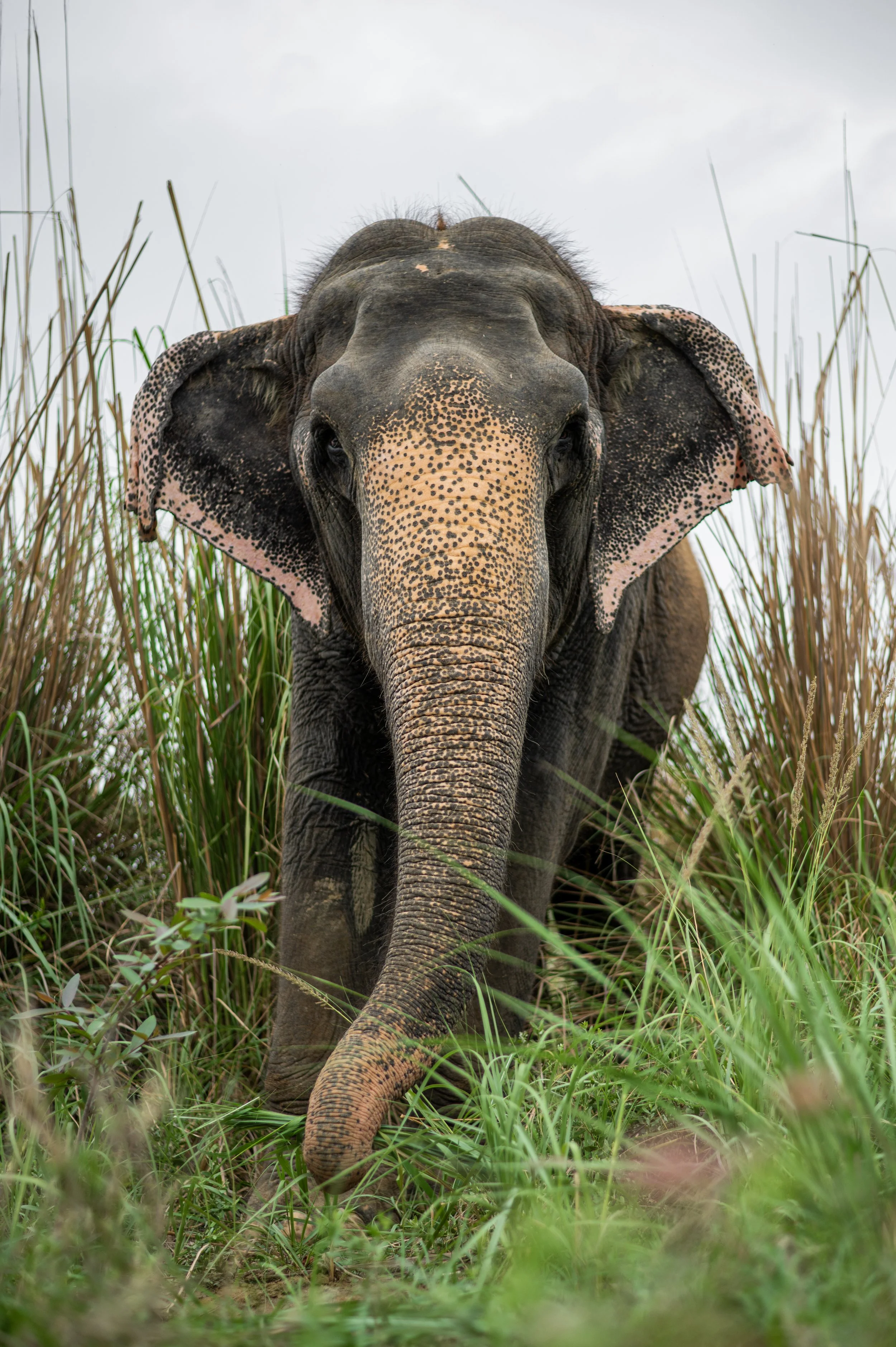 240707_EHC_ATHARVA PACHARNE_ELEPHANT_GINGER_EVENING WALK_2.jpg