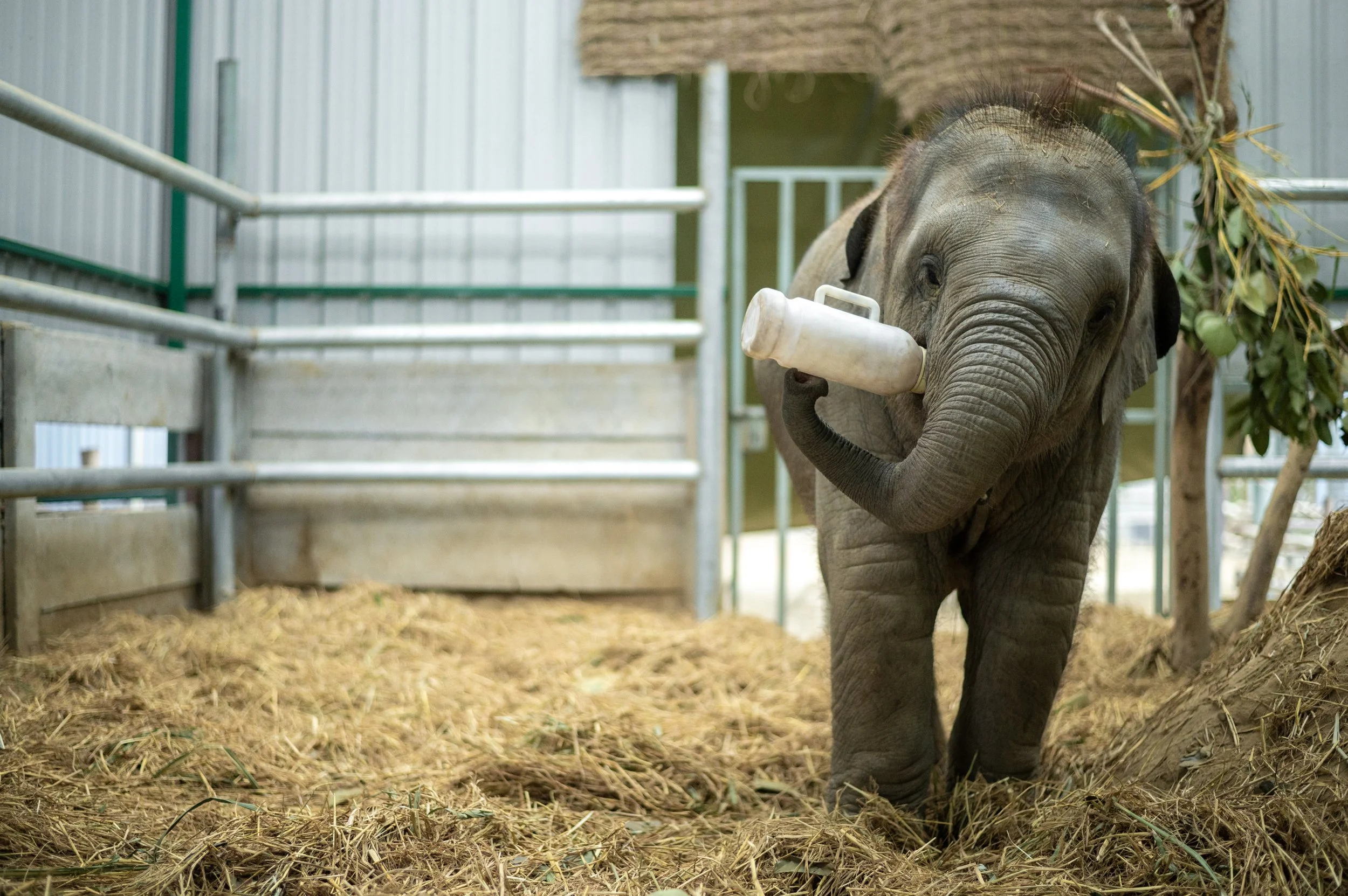 250115_EHC_ATHARVA PACHARNE_ELEPHANT_BANI_BOTTLE FEEDING_3.jpg
