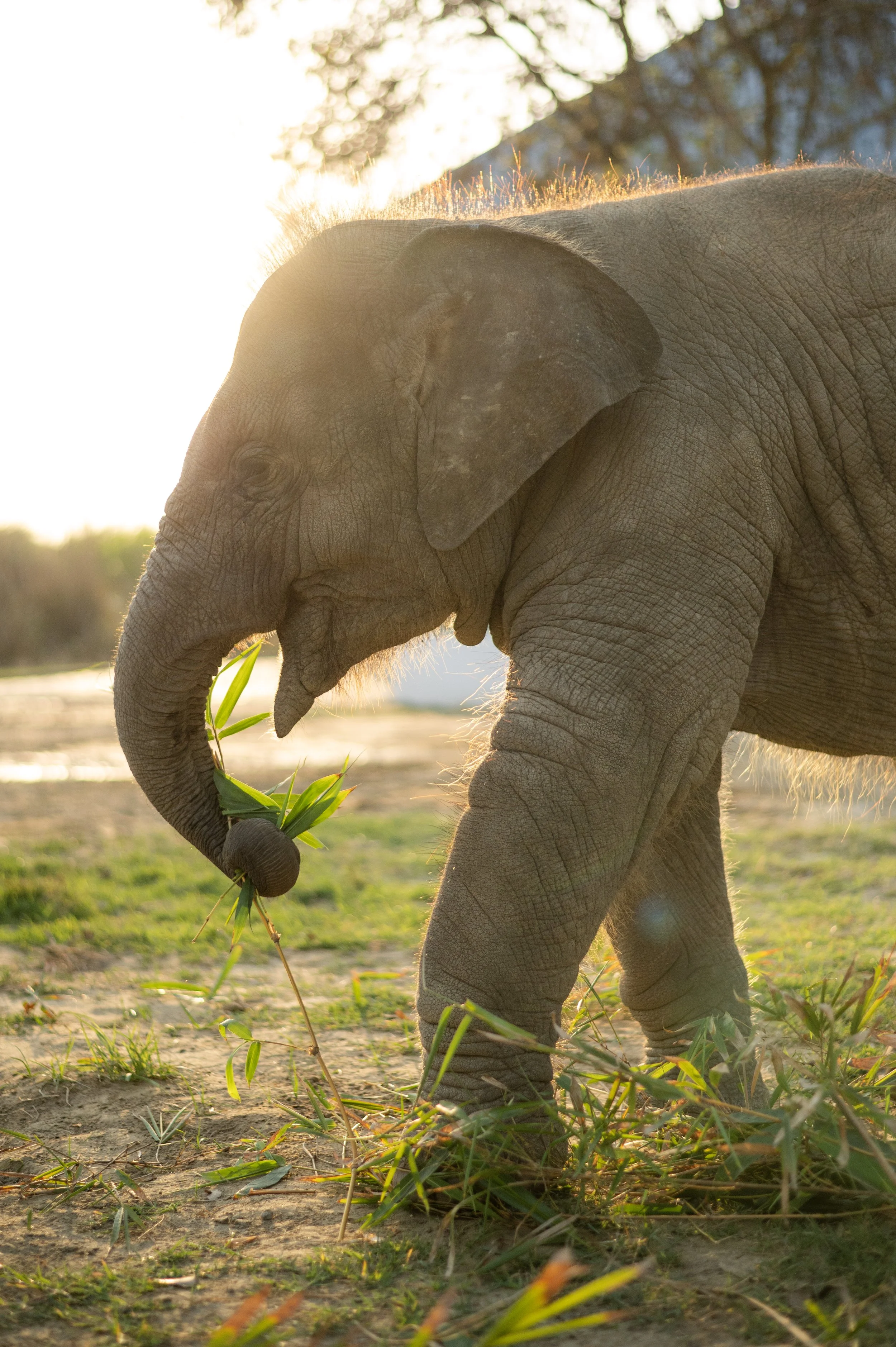 250227_EHC_ATHARVA PACHARNE_ELEPHANT_BANI_EVENING WALK_14.jpg