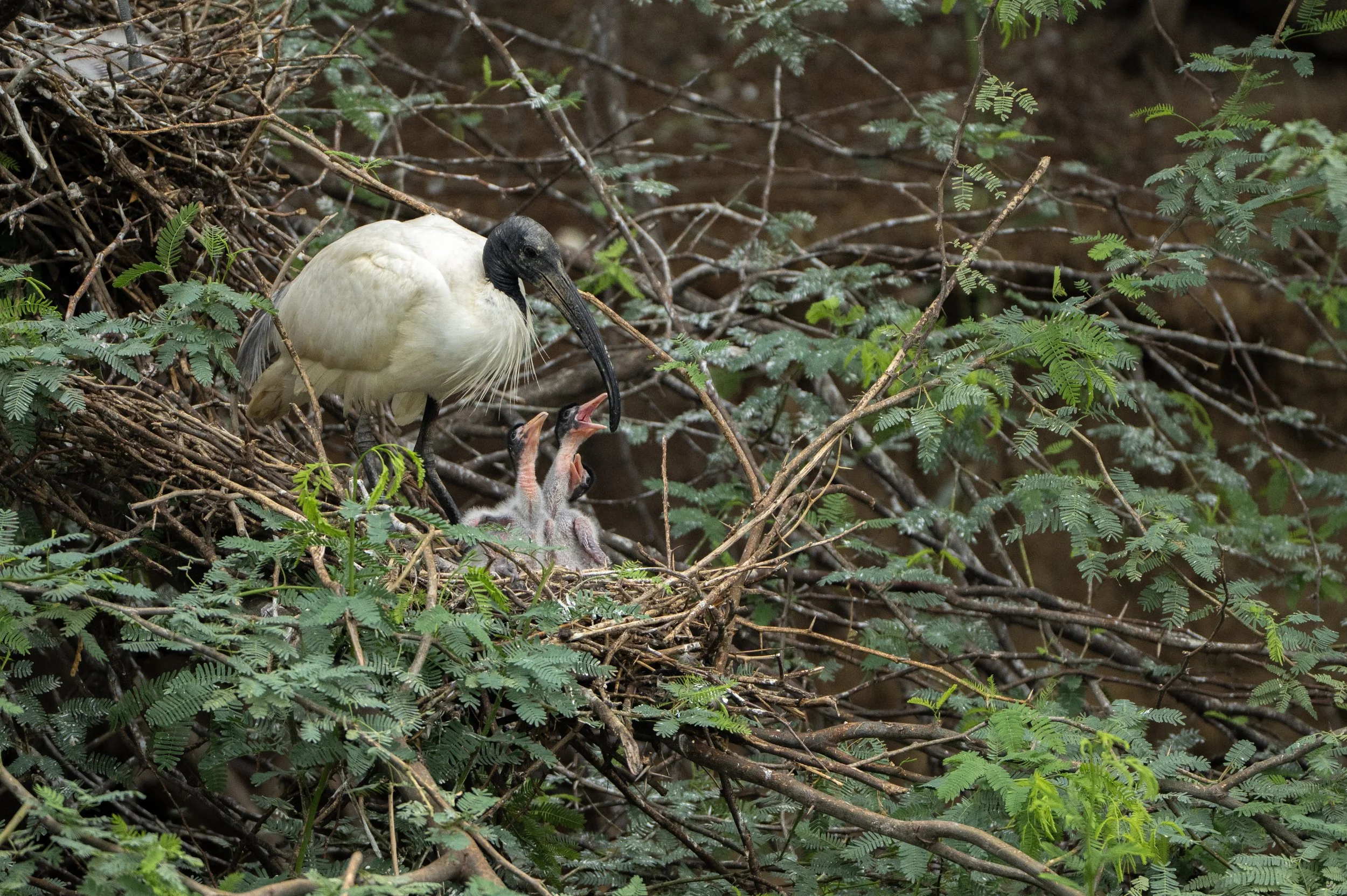 A large nest made of twigs and branches among green foliage. Inside the nest, a stork is feeding two baby chicks.