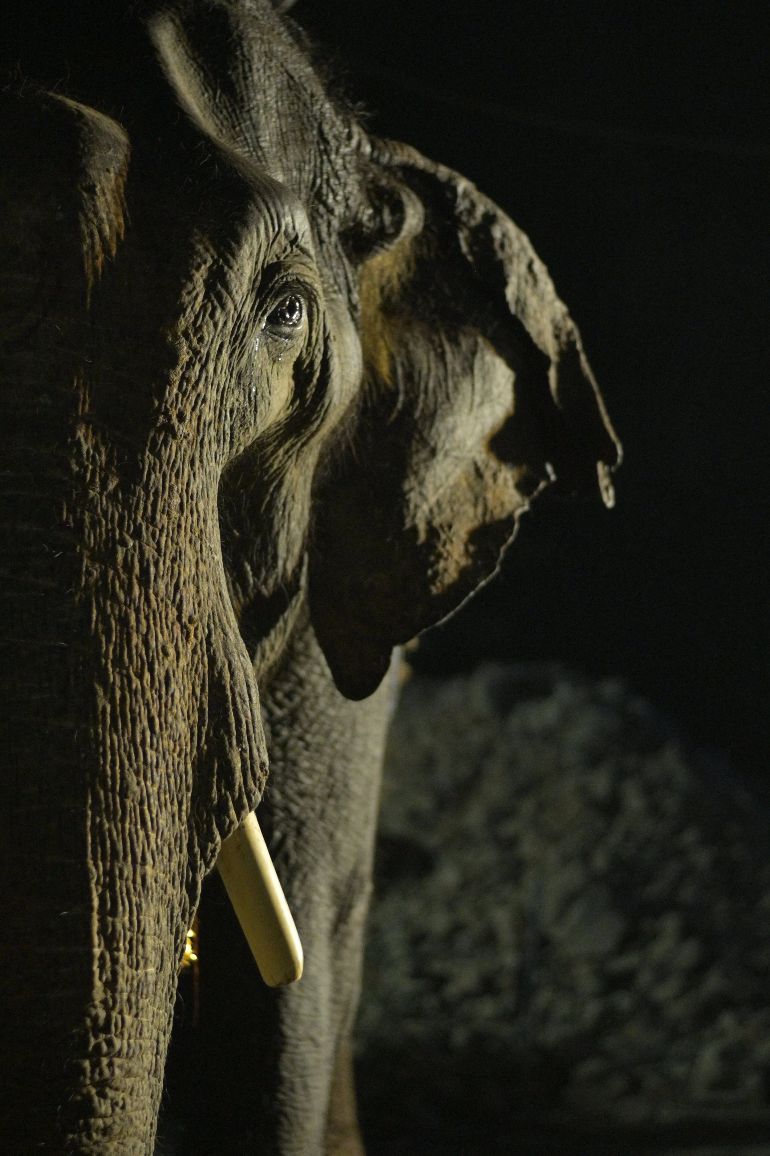 250101_MAU_ATHARVA PACHARNE_ELEPHANT_MANU_PRE-RESCUE_5.JPG