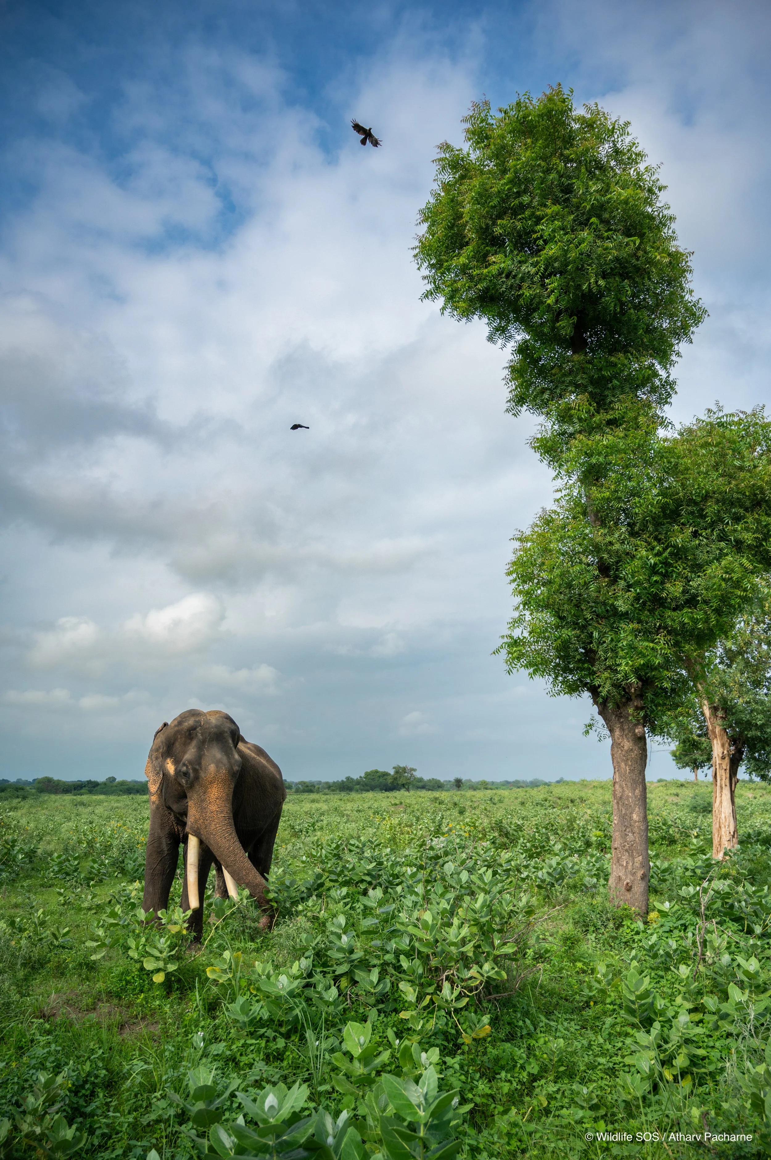 240809_ECCC_ATHARVA PACHARNE_ELEPHANT_SURAJ_EVEVING WALK_2.jpg
