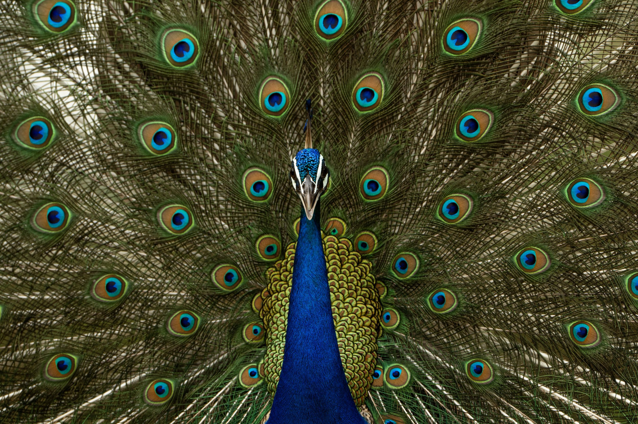 A close-up of a peacock with its feathers fanned out, showcasing eye-like patterns in green, blue, and brown.