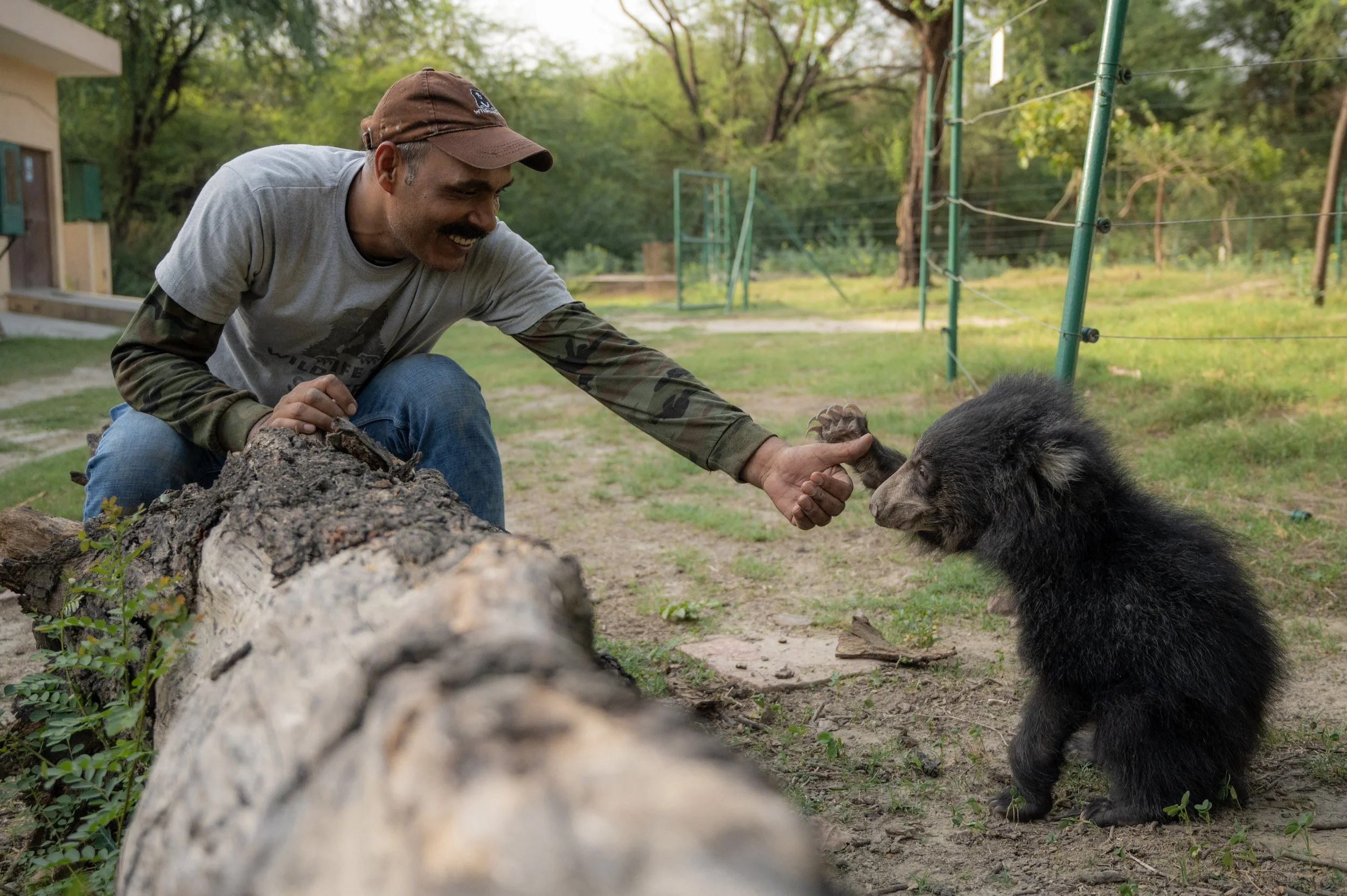 250523_ATHARVA PACHARNE_ABRF EXTENSION_SLOTH BEAR CUB_29.jpg