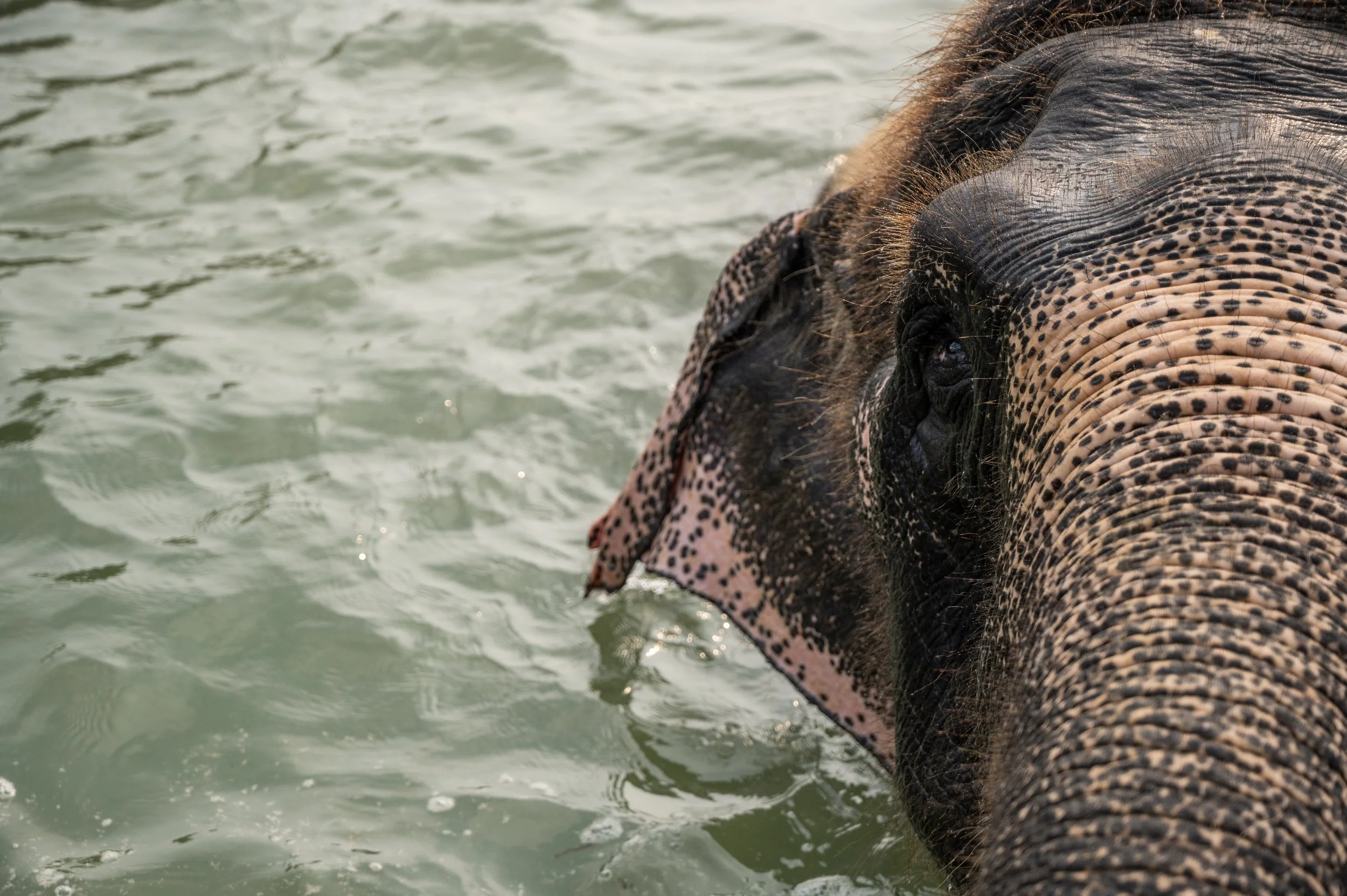 240926_HPCM_ATHARVA PACHARNE_ELEPHANT_GINGER_POOL BATHING_3.jpg