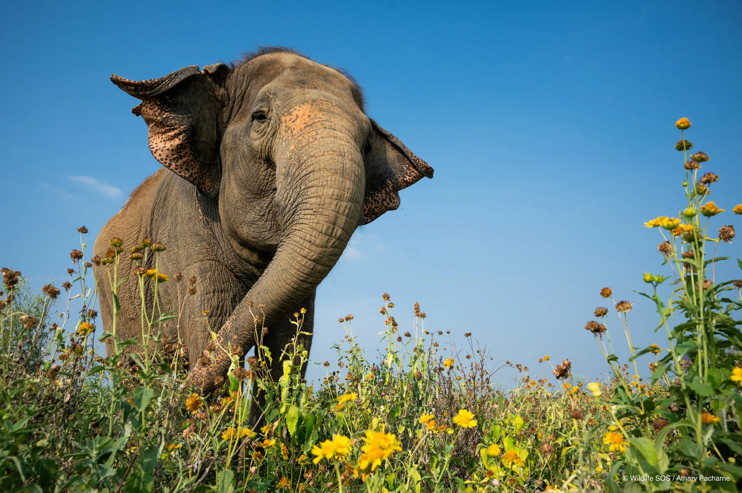 240801_ECCC_ATHARVA PACHARNE_ELEPHANT_LAXMI_EVENING WALK_.jpg