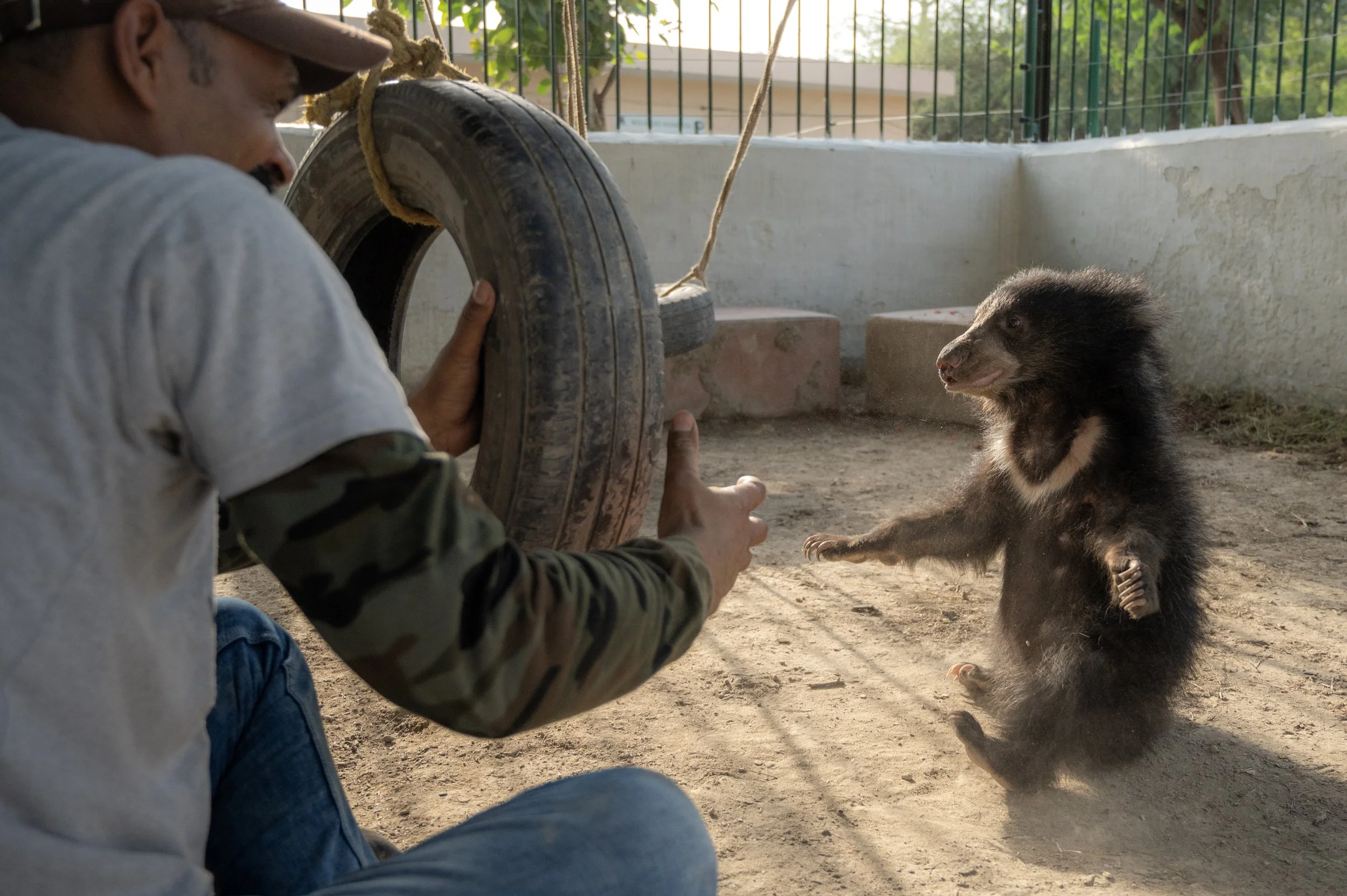 250523_ATHARVA PACHARNE_ABRF EXTENSION_SLOTH BEAR CUB_24.jpg