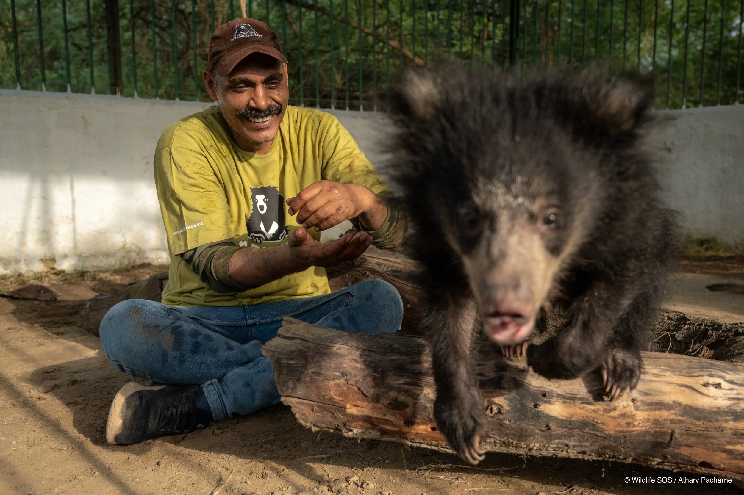 250523_ATHARVA PACHARNE_ABRF EXTENSION_SLOTH BEAR CUB_39.jpg