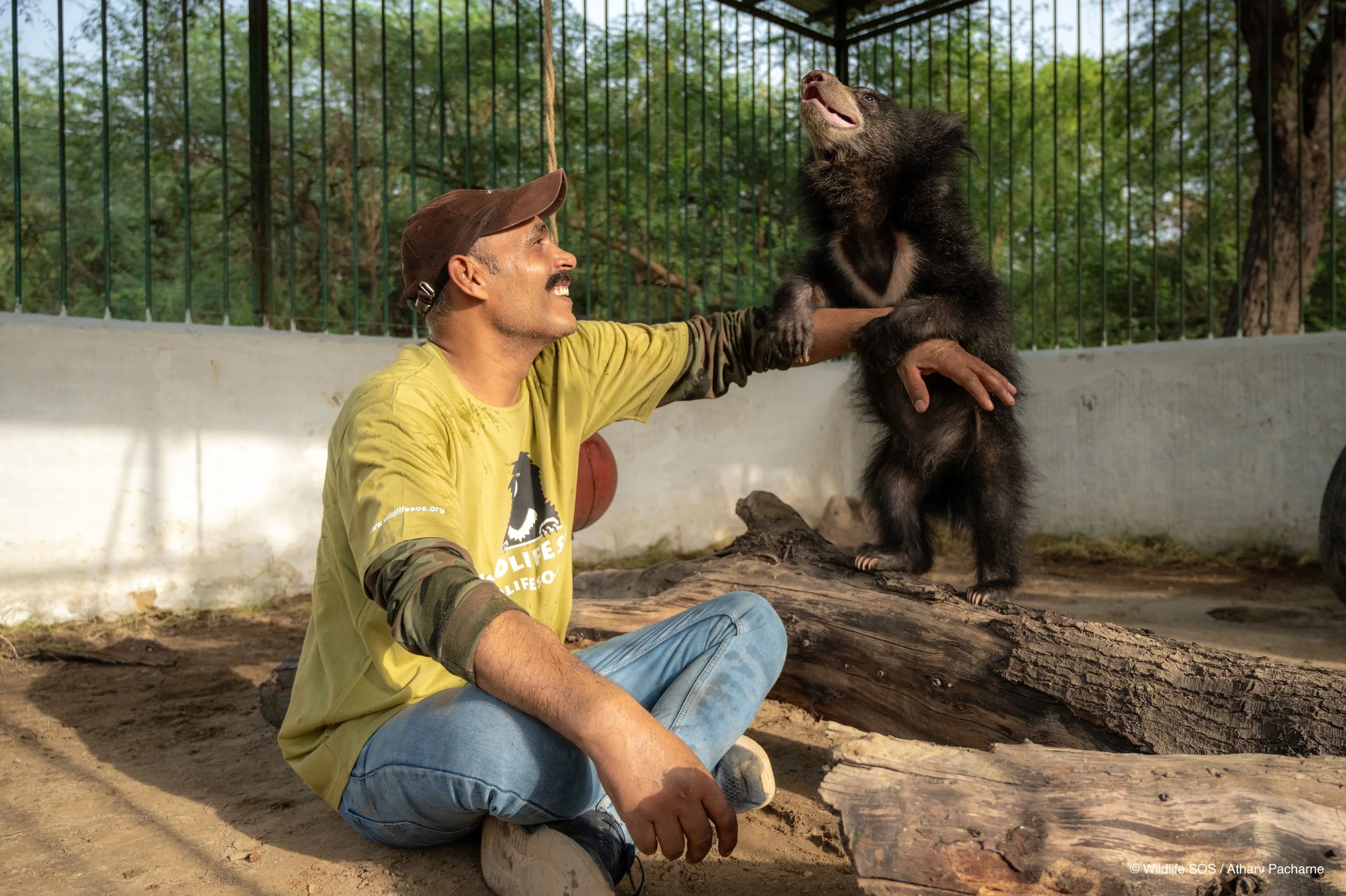 250523_ATHARVA PACHARNE_ABRF EXTENSION_SLOTH BEAR CUB_40.jpg