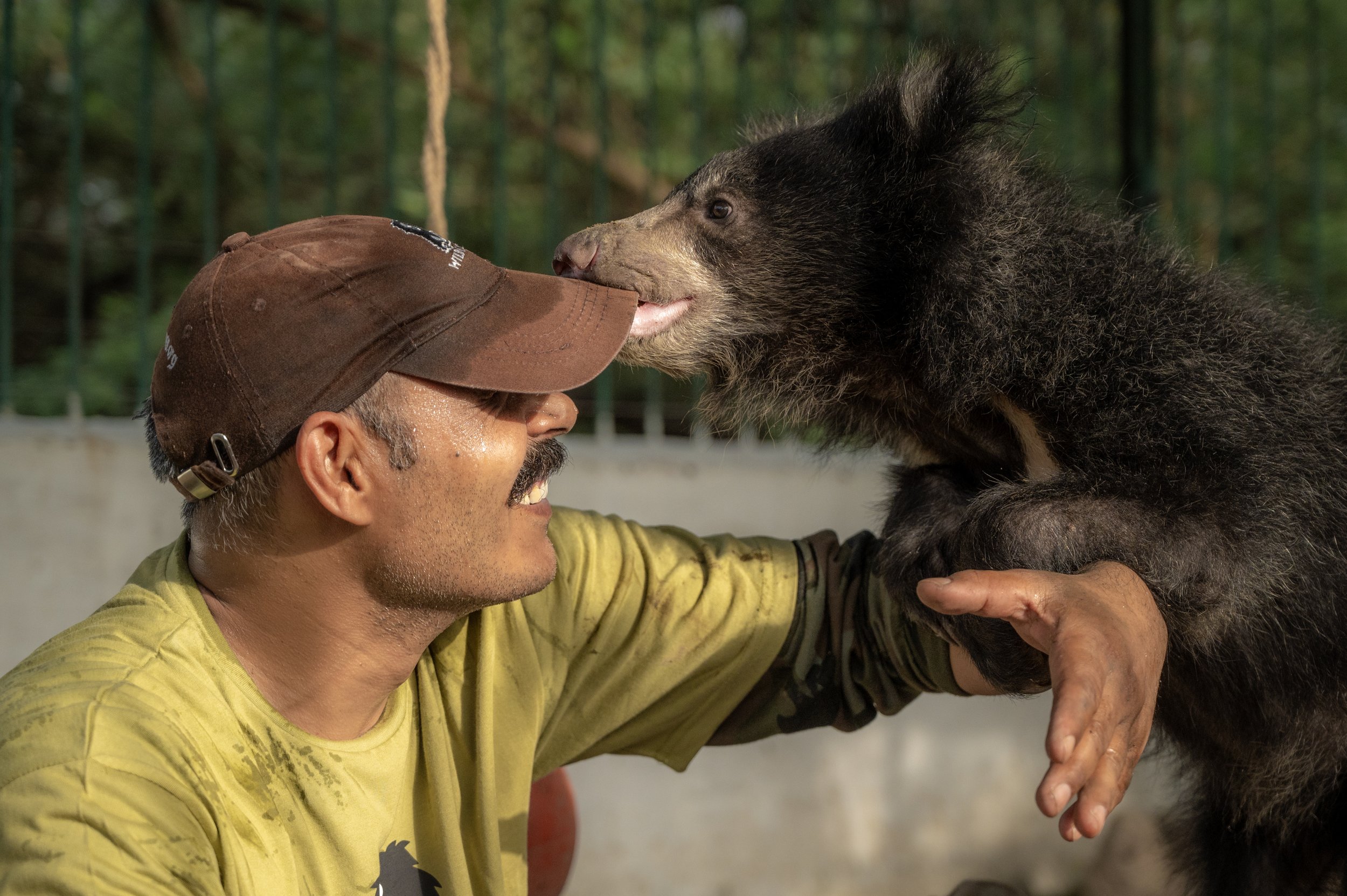 250523_ATHARVA PACHARNE_ABRF EXTENSION_SLOTH BEAR CUB_42.jpg