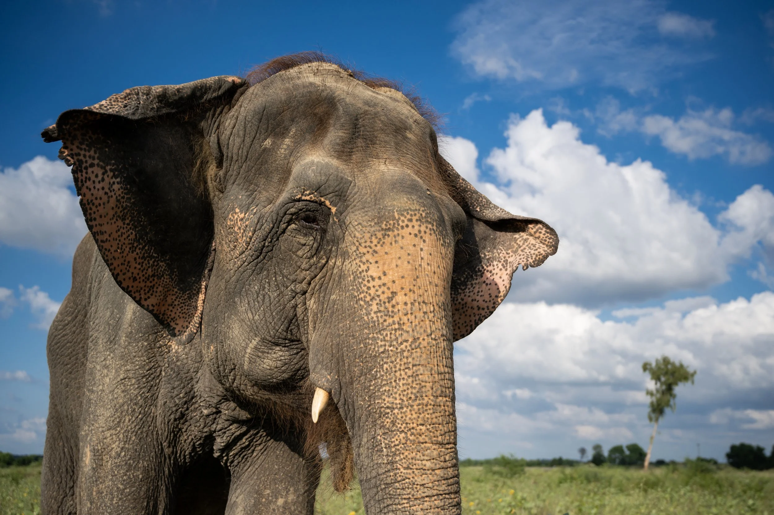 240926_ECCC_ATHARVA PACHARNE_ELEPHANT_MIA_EVEVING WALK_3.jpg