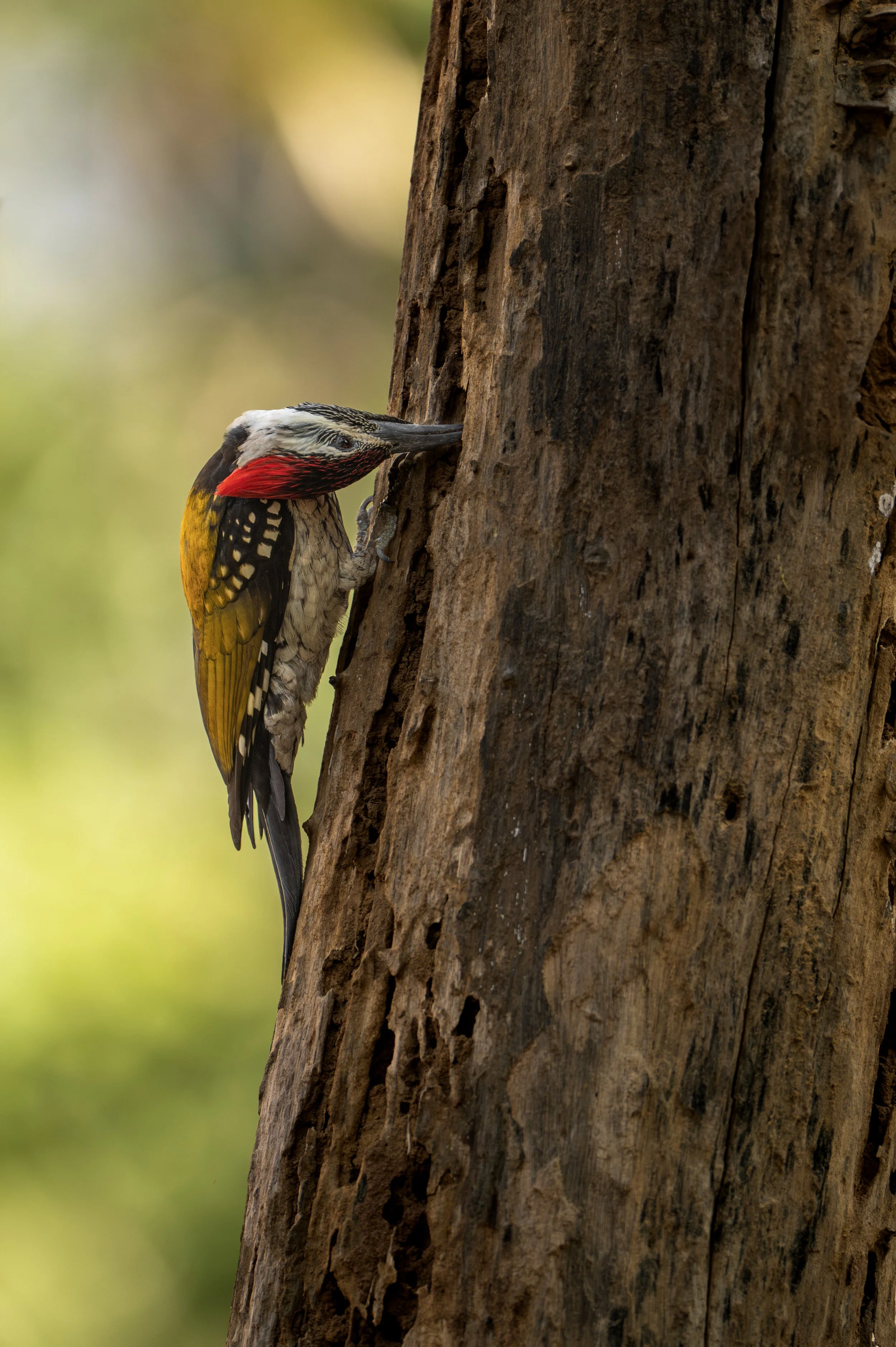 250101_SSBS_ATHARVA PACHARNE_BIRDS & BIODIVERSITY_3.jpg