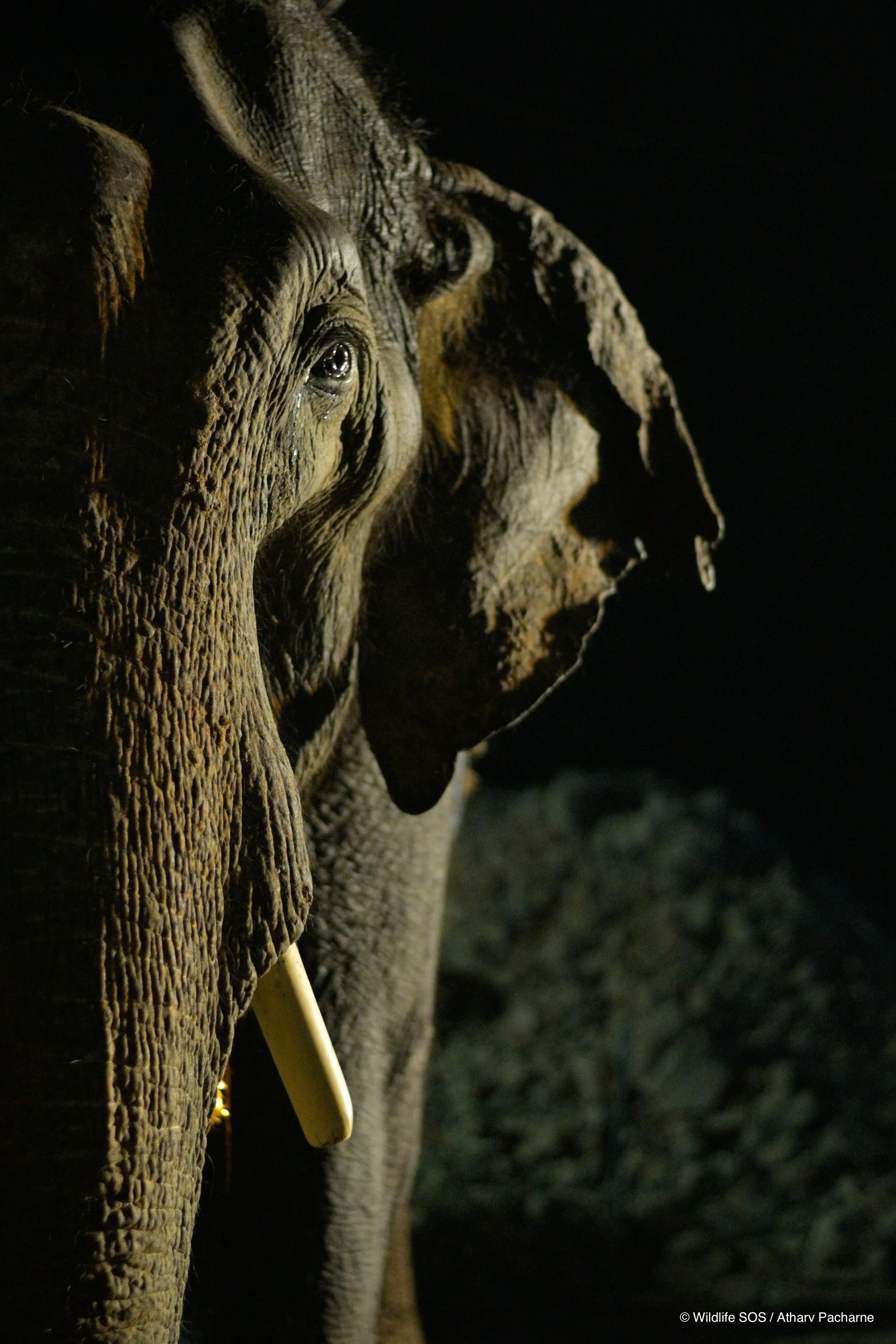 250101_MAU_ATHARVA PACHARNE_ELEPHANT_MANU_PRE-RESCUE_5.jpg