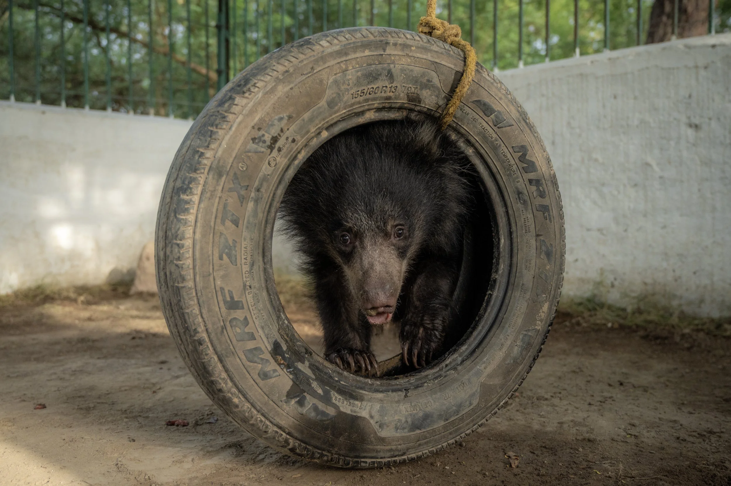 250523_ATHARVA PACHARNE_ABRF EXTENSION_SLOTH BEAR CUB_51.jpg