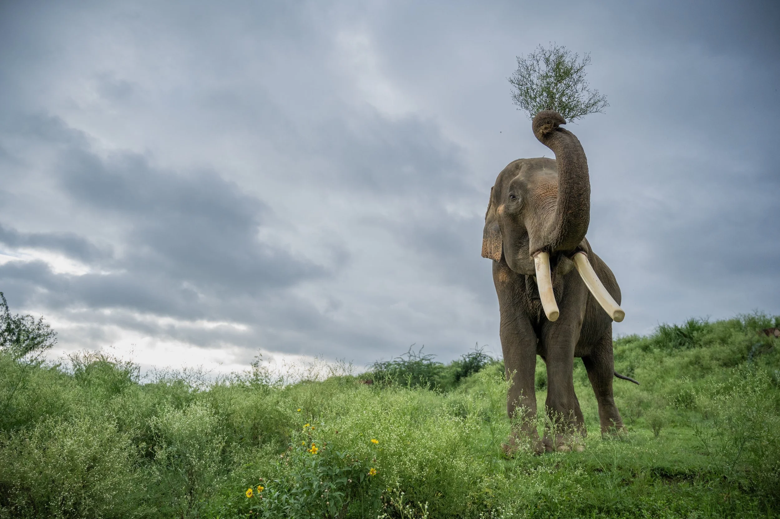 240805_ECCC_ATHARVA PACHARNE_ELEPHANT_SURAJ_MORNING WALK_2.jpg