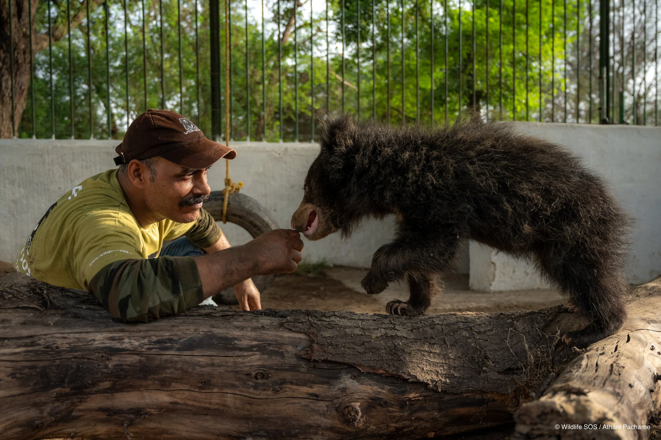 250523_ATHARVA PACHARNE_ABRF EXTENSION_SLOTH BEAR CUB_57.jpg